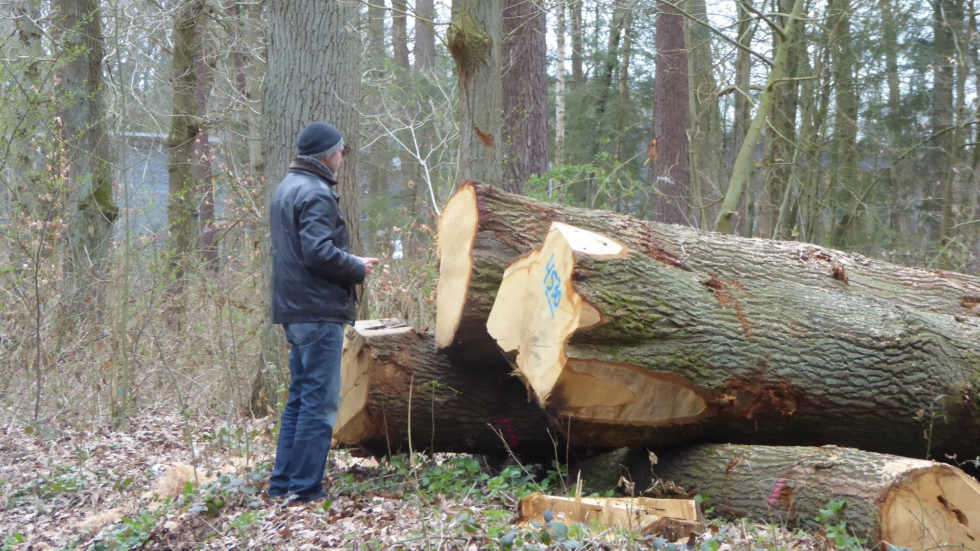 Niedersachsen Zevener Ahe Forstwirtschaft Auf Dem Holzweg Bundesburgerinitiative Waldschutz Bbiws