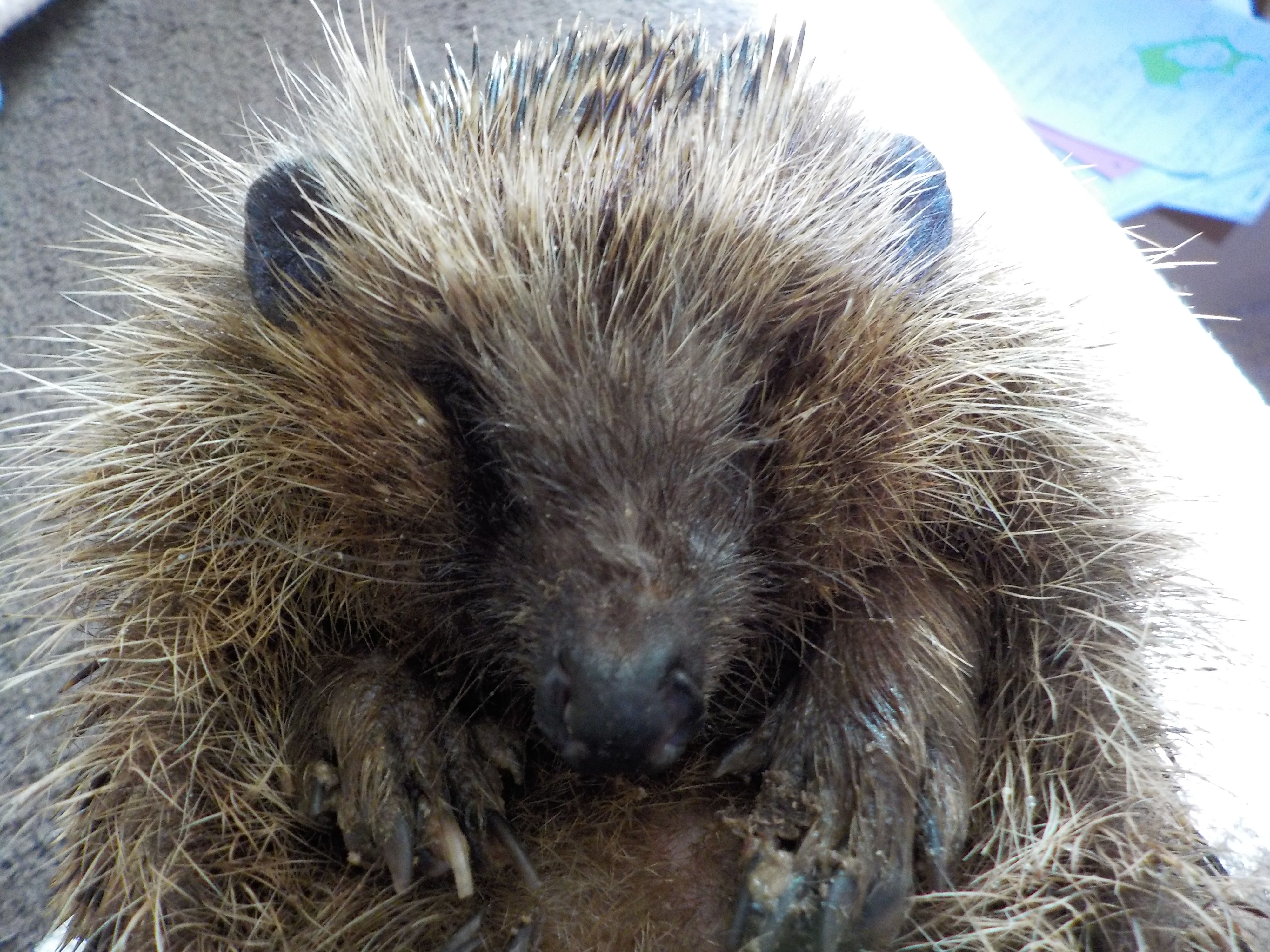 Und immer wieder Igel - Igelnothilfe Weisskopf