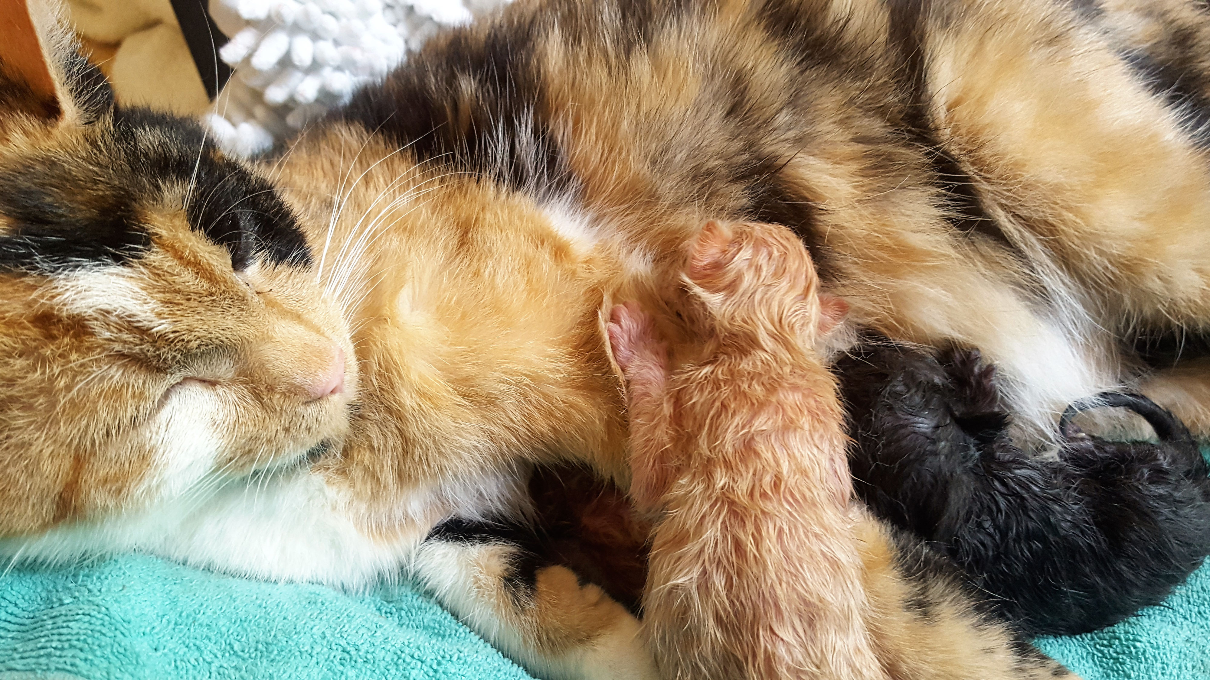 Edda bekommt ihre Katzenbabys Video von der Geburt des 4. Kätzchens