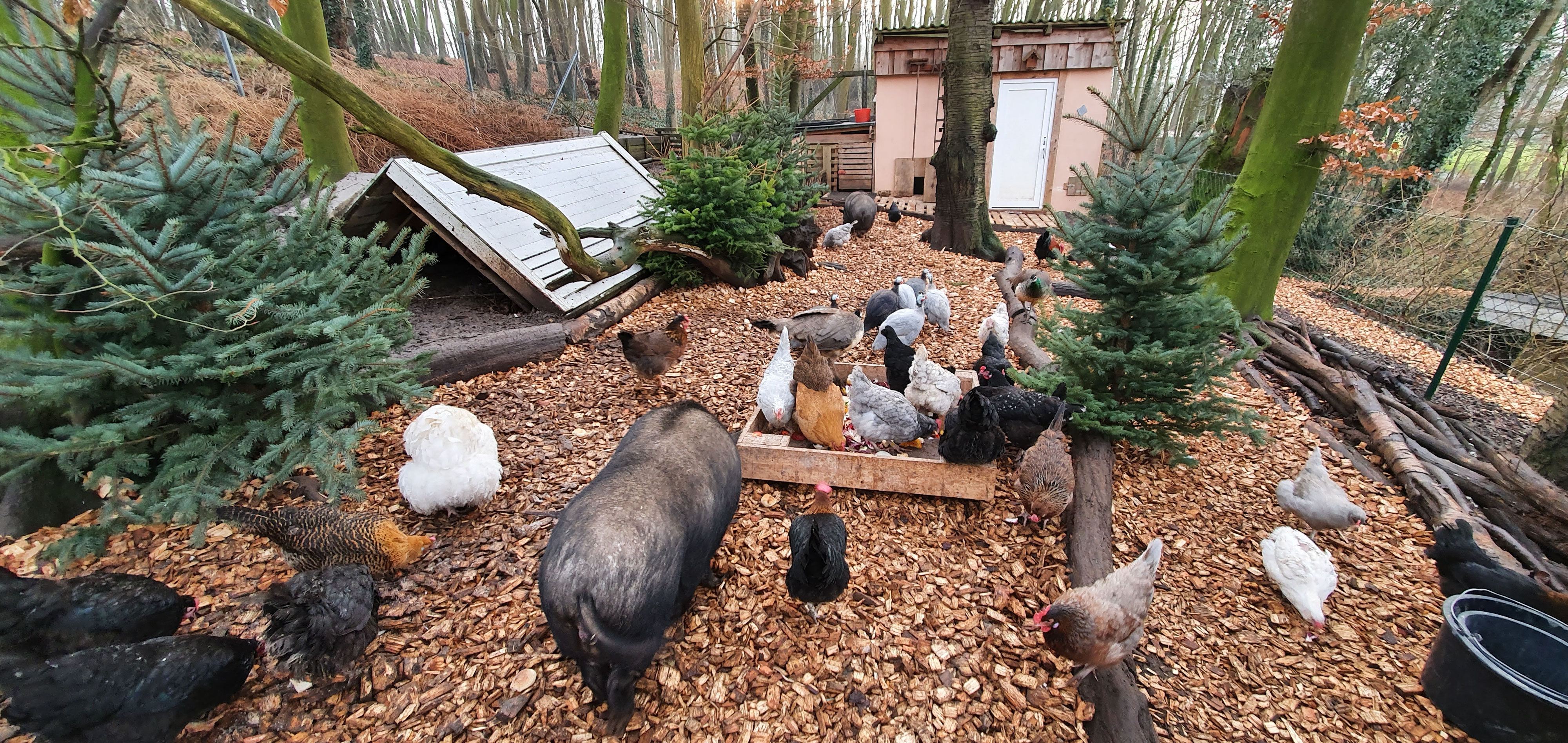 Matsch im Auslauf - Nicht mit uns! - Naturbunte Eier von alten Hühnerrassen