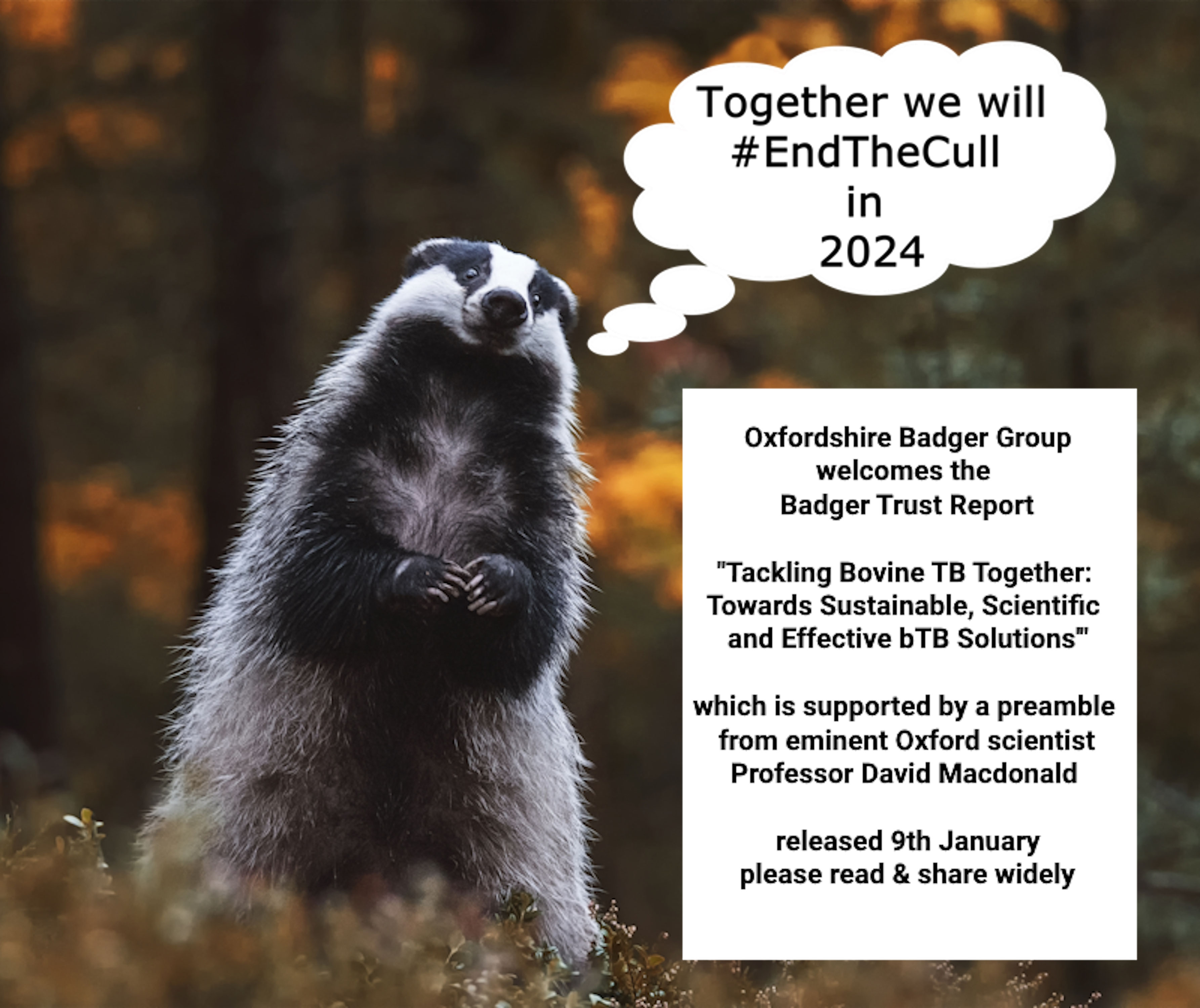 Oxfordshire Badger Group responds to the Badger Trust Report on