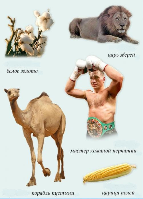 Порно моль ком Көркем порнографиялық суреттер