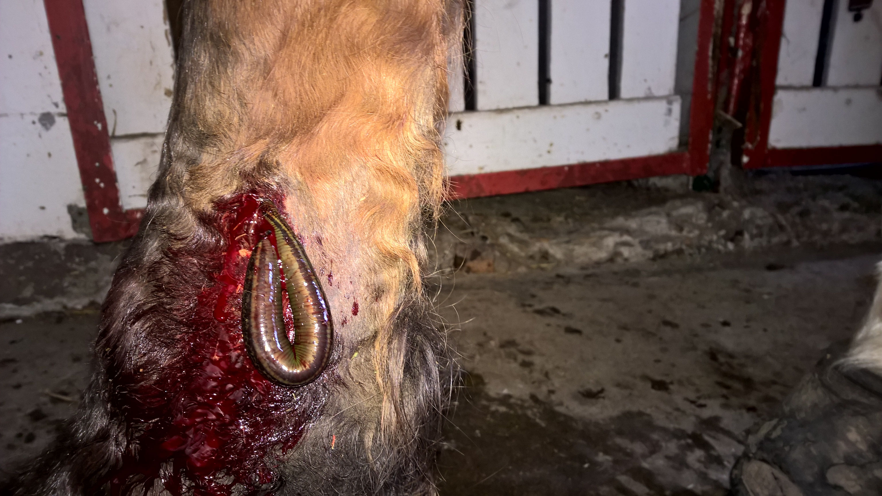 Blutegeltherapie für Pferde Freude mit Pferden