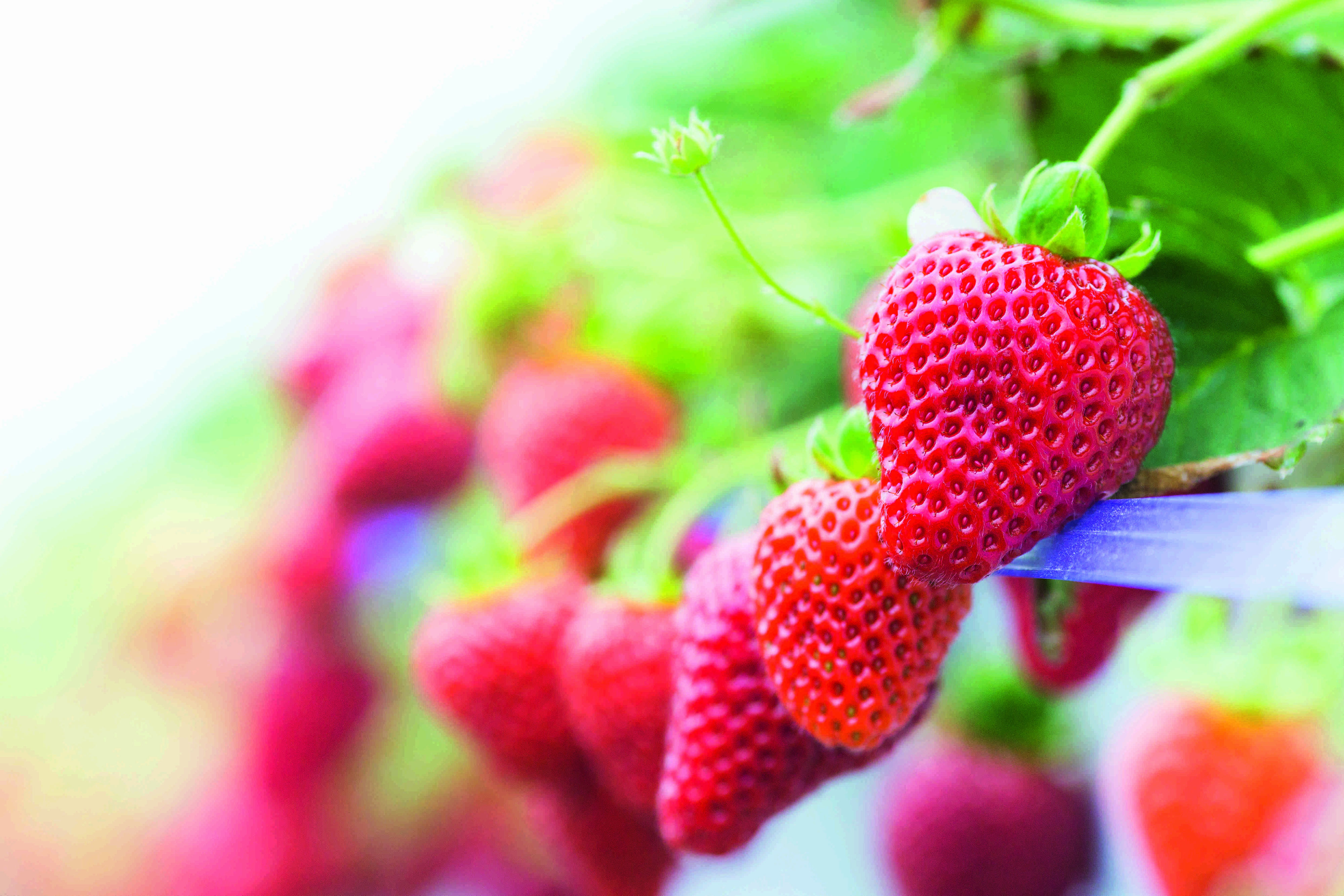 Jetzt ist Pflanzzeit für Erdbeeren! Gartenmagazin