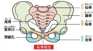 恥骨結合炎について がじゅまるカイロプラクティック湘南台 腰痛