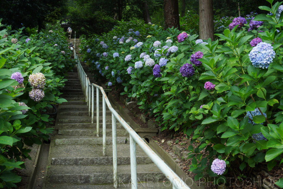 吉備津神社あじさい園 金友写真店