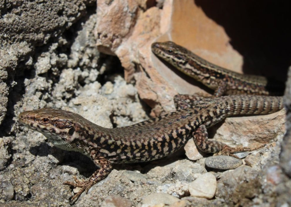 Jahrestagung des NABU_NRW Biologische Station im RheinSiegKreis e.V.