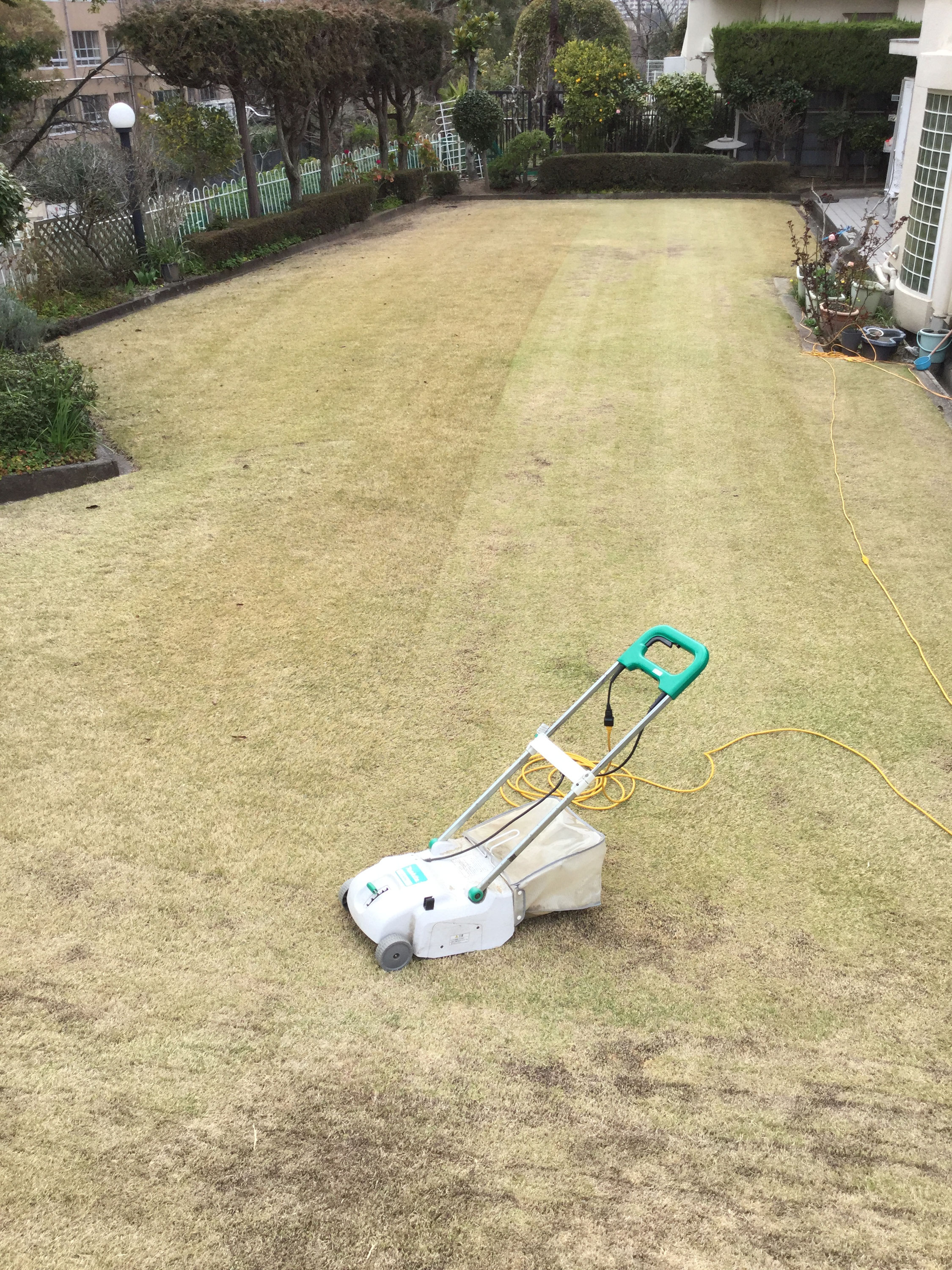 春に向けて芝の刈込み しまだ耳鼻咽喉科 大阪府堺市南区