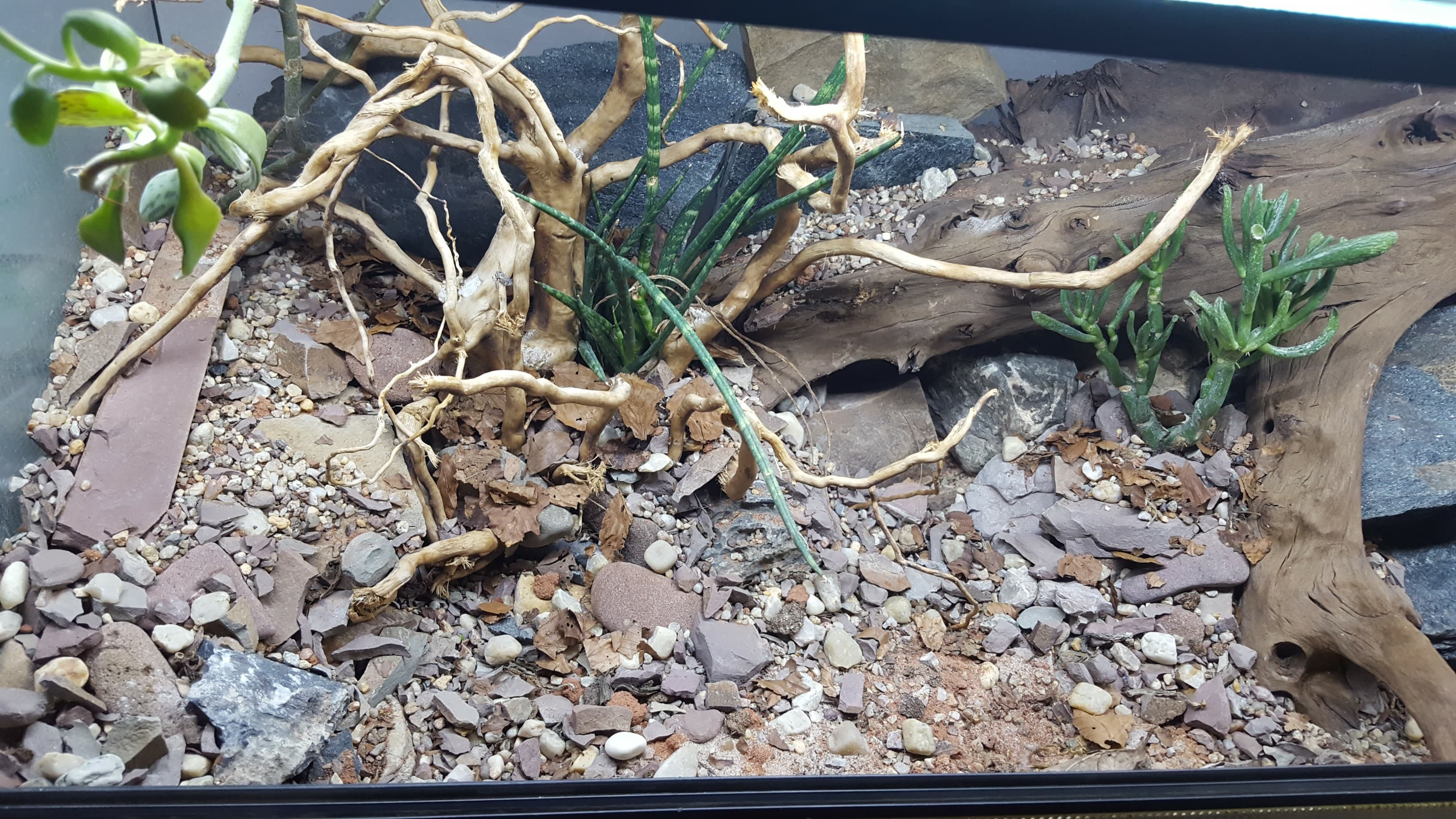Ein LeopardgeckoTerrarium mit Steinen, Pflanzen und losem Sand