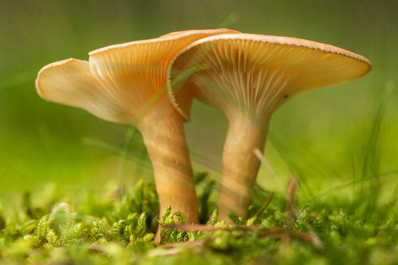 Falsche Pfifferlinge NABU FotoAG Naturfotografie für den Naturschutz