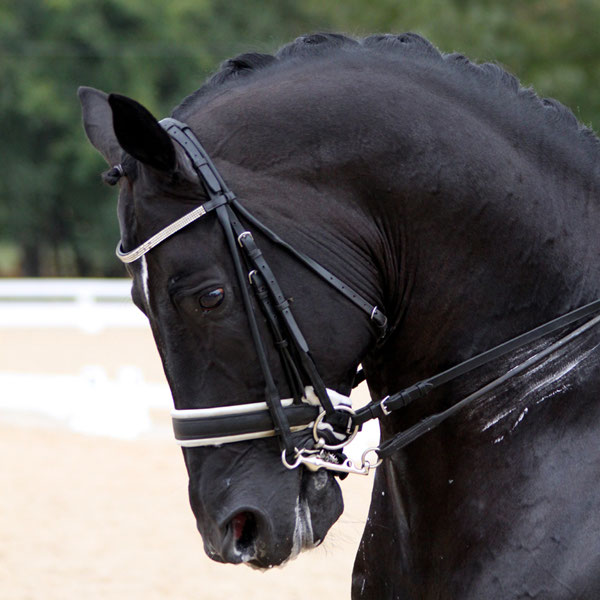 Rollkur northhorses seite!