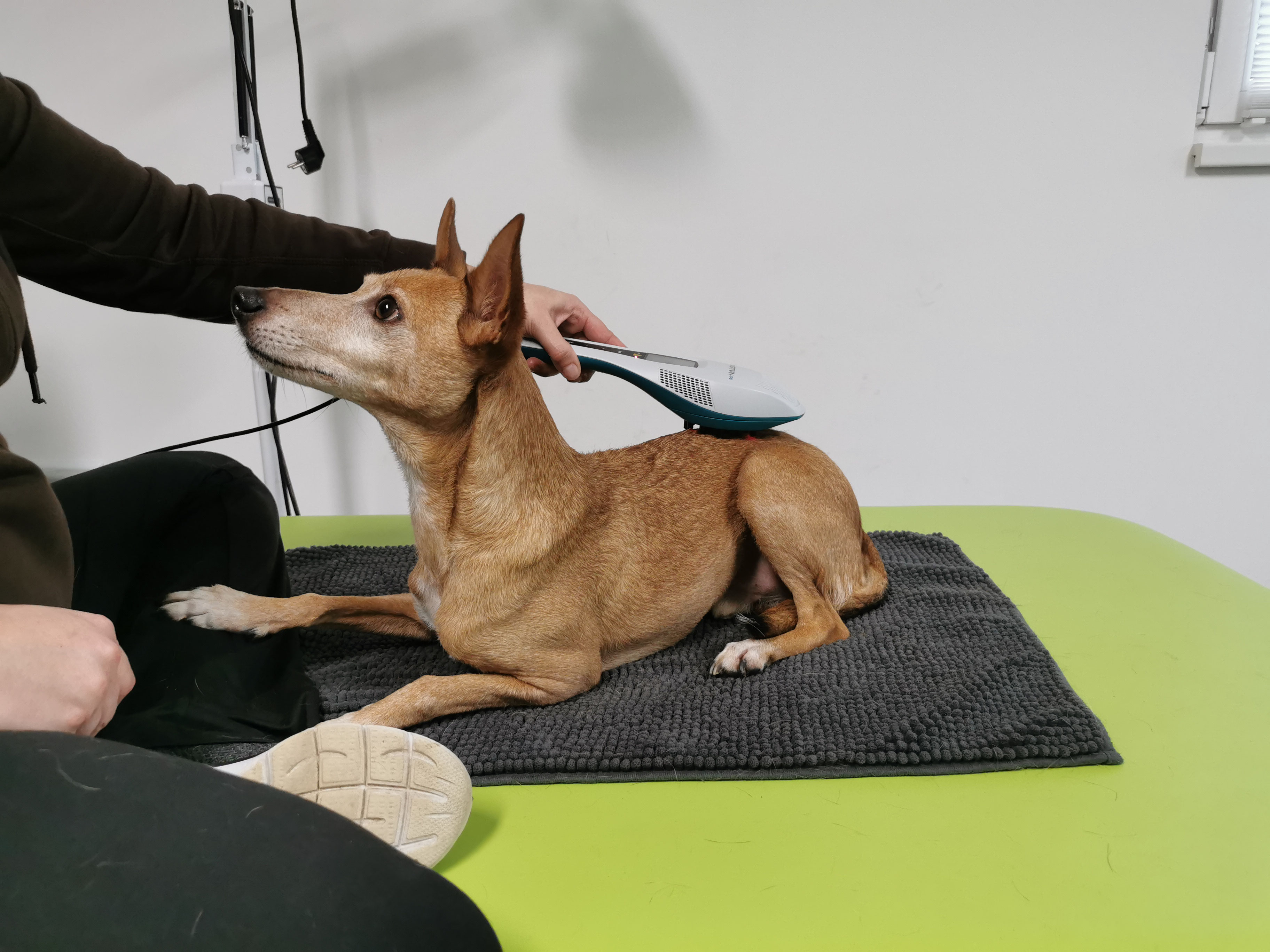 Rückenschmerzen beim Hund fitdoggs Hundephysiotherapie Emmendingen