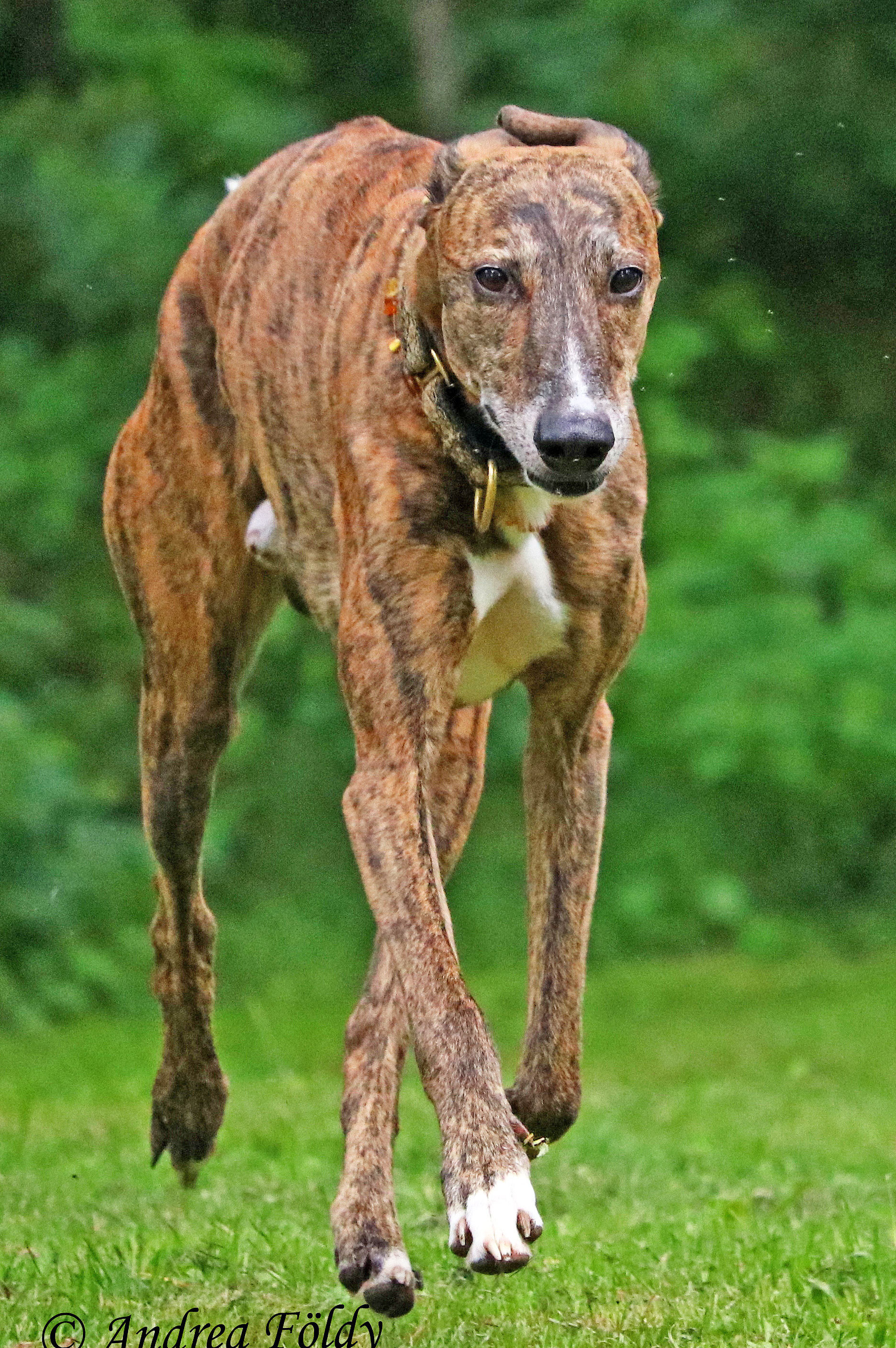 Windhunde Ihr Herz Ihre Lunge Und Das Rote Blutbild Aus Der Sicht Der Sportphysiologie Tierarztpraxisfuertcms Webseite