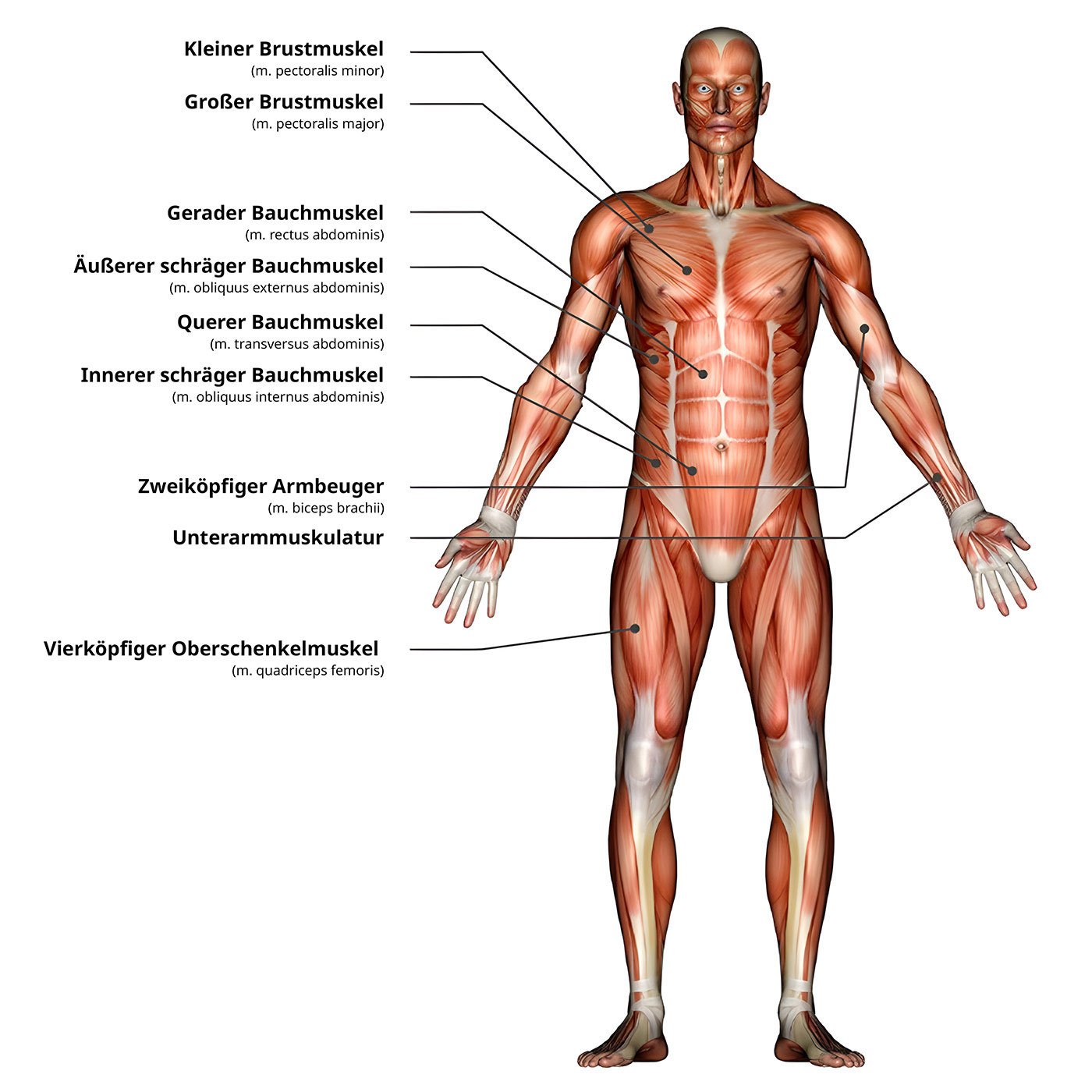 Definitionen Anatomie, Physiologie und Pathologie Dauerhafte