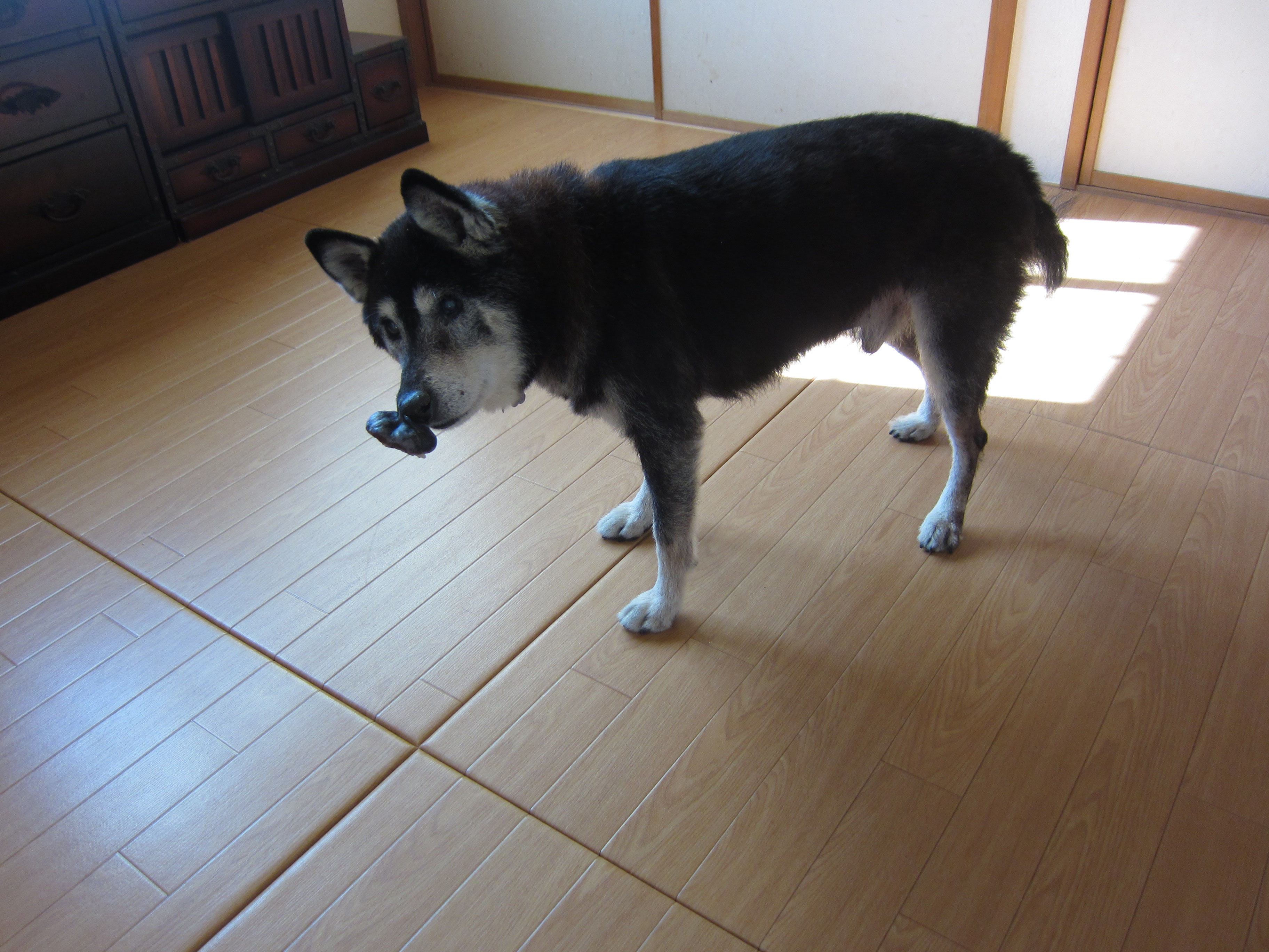 老犬にも優しい床材です 水拭きや洗剤拭きもokです 埼玉県八潮市畳店 大山畳店の リフォーム畳