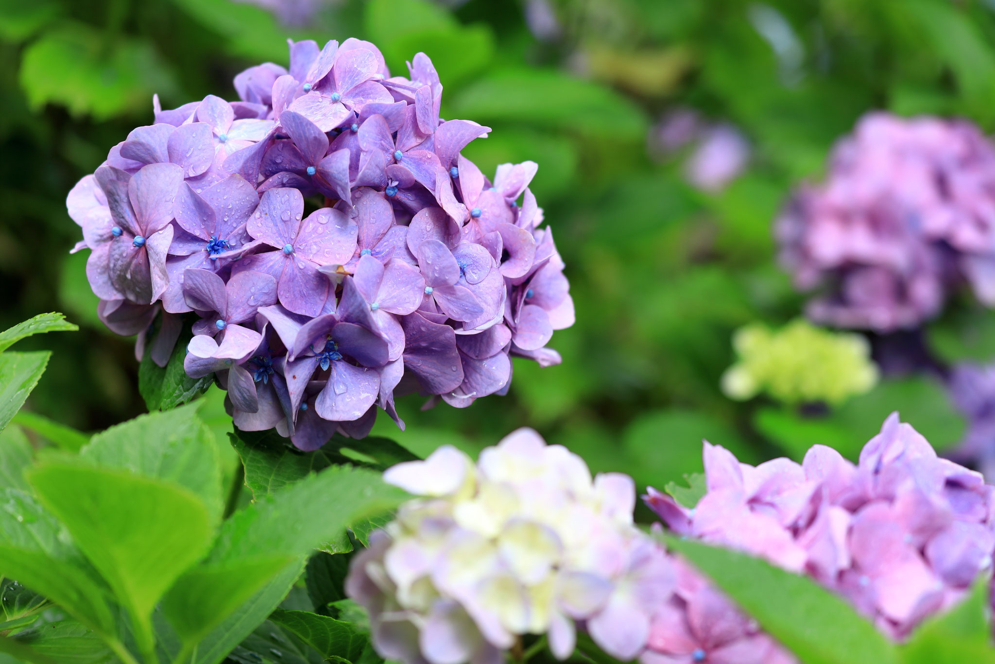 『梅雨入り宣言』 - 埼玉県寄居町 接骨院 髙橋接骨院