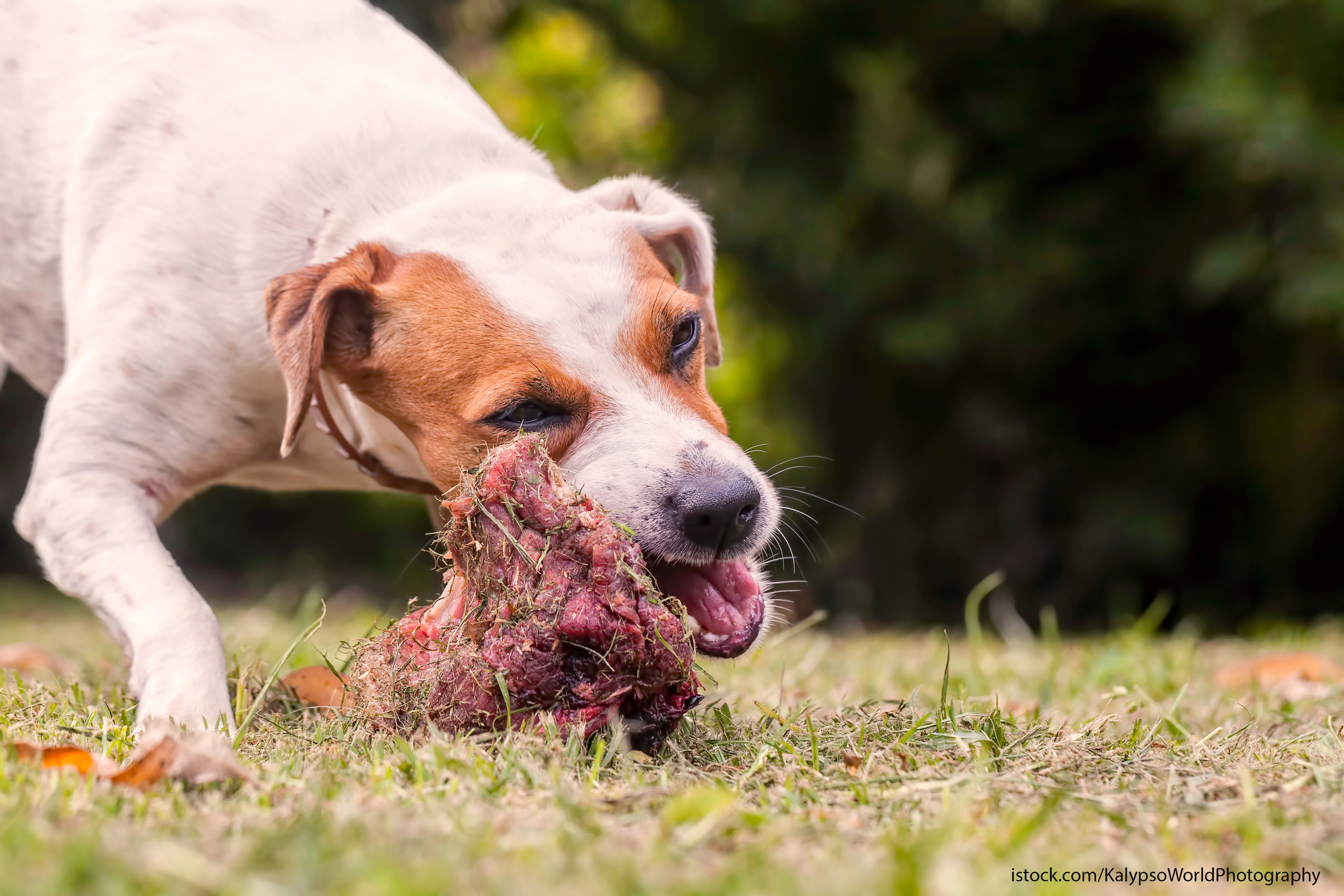 Damit Aus Dem Kauspass Nicht Ernst Wird Streunerhilfe Sizilien E V