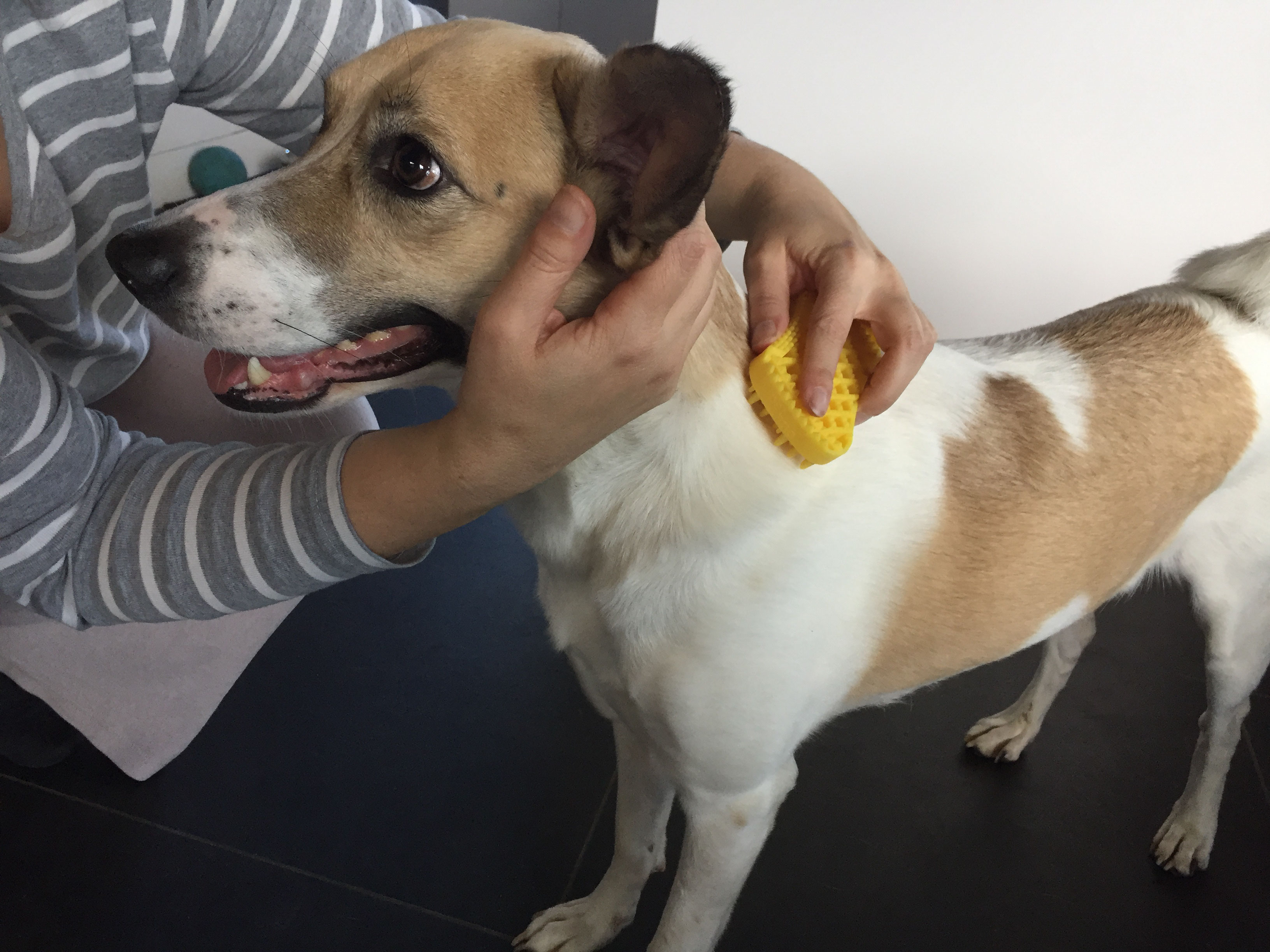 Mein Hund Leckt Sich Ständig Im Genitalbereich