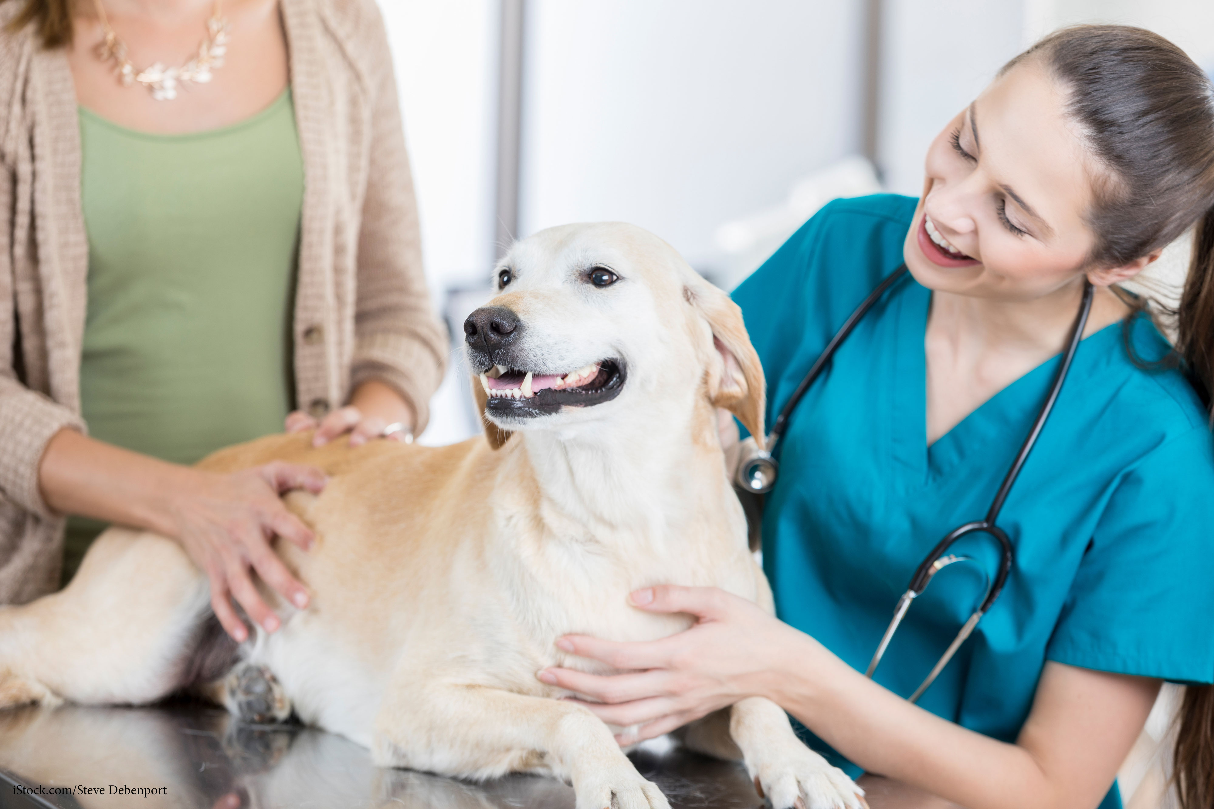 Nicht Jeder Infizierte Hund Erkrankt An Leishmaniose Streunerhilfe Sizilien E V