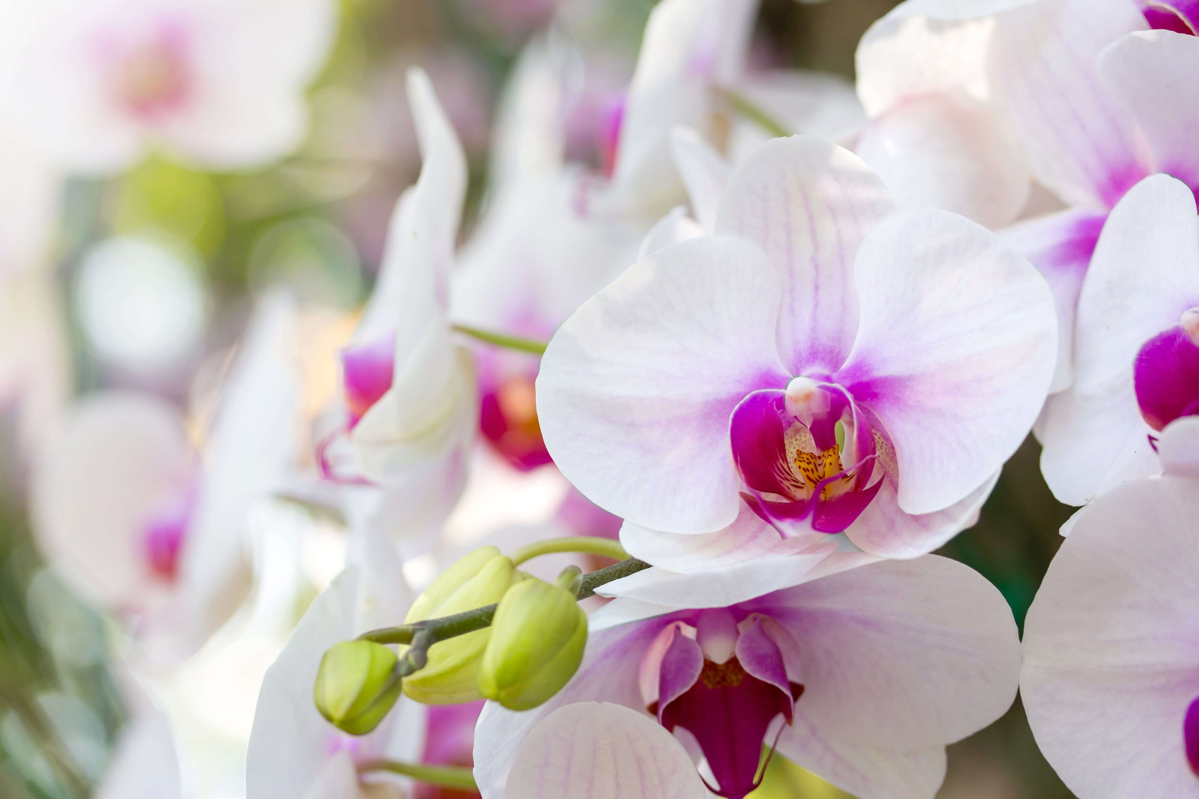 Comment Faire Pousser Une Hampe D Orchidée Arrosage D Une Orchidee Comment S Y Prendre Oricine L Arrosage Automatique De L Orchidee