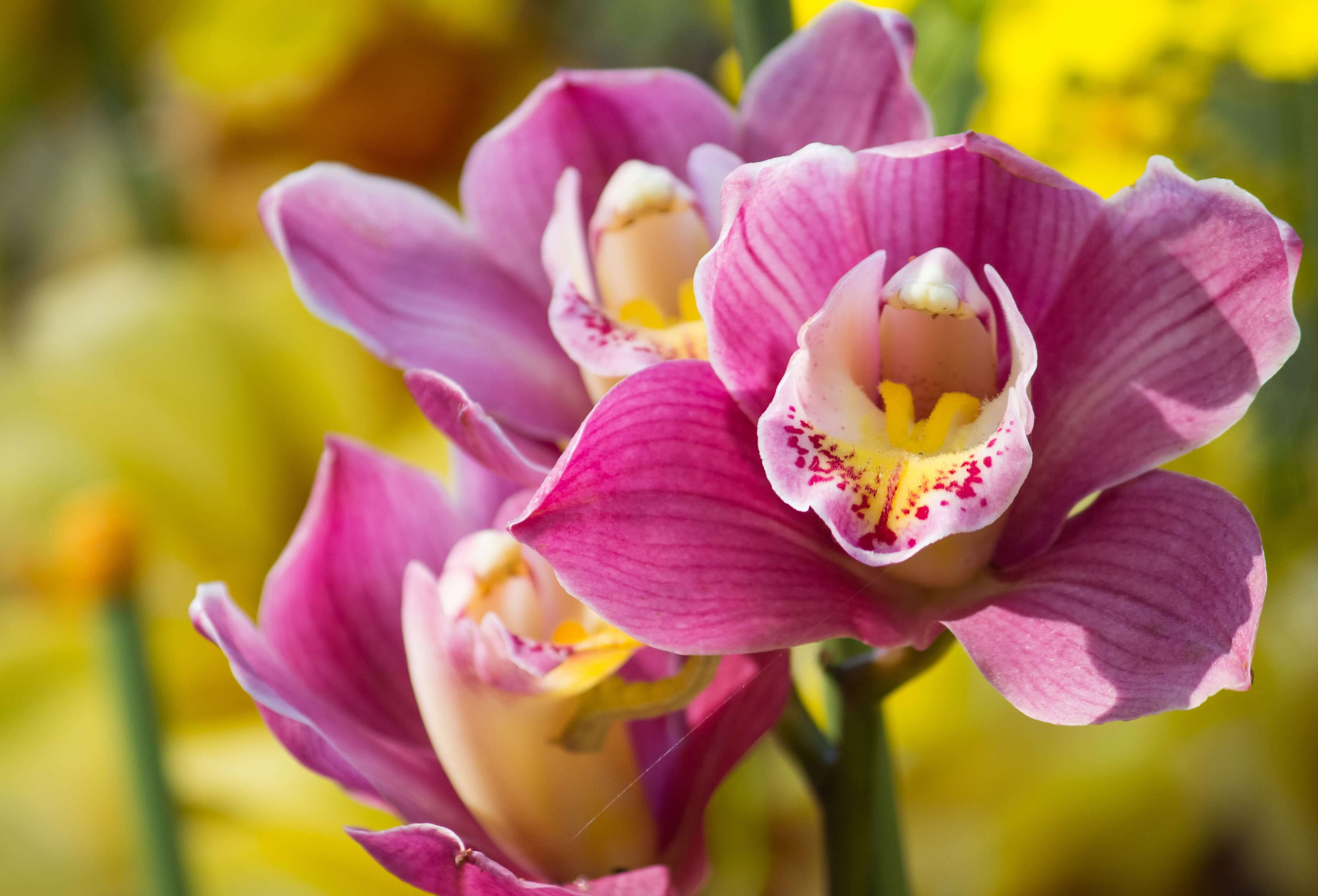 Comment entretenir une orchidée ? - OriCine®, l'arrosage ...