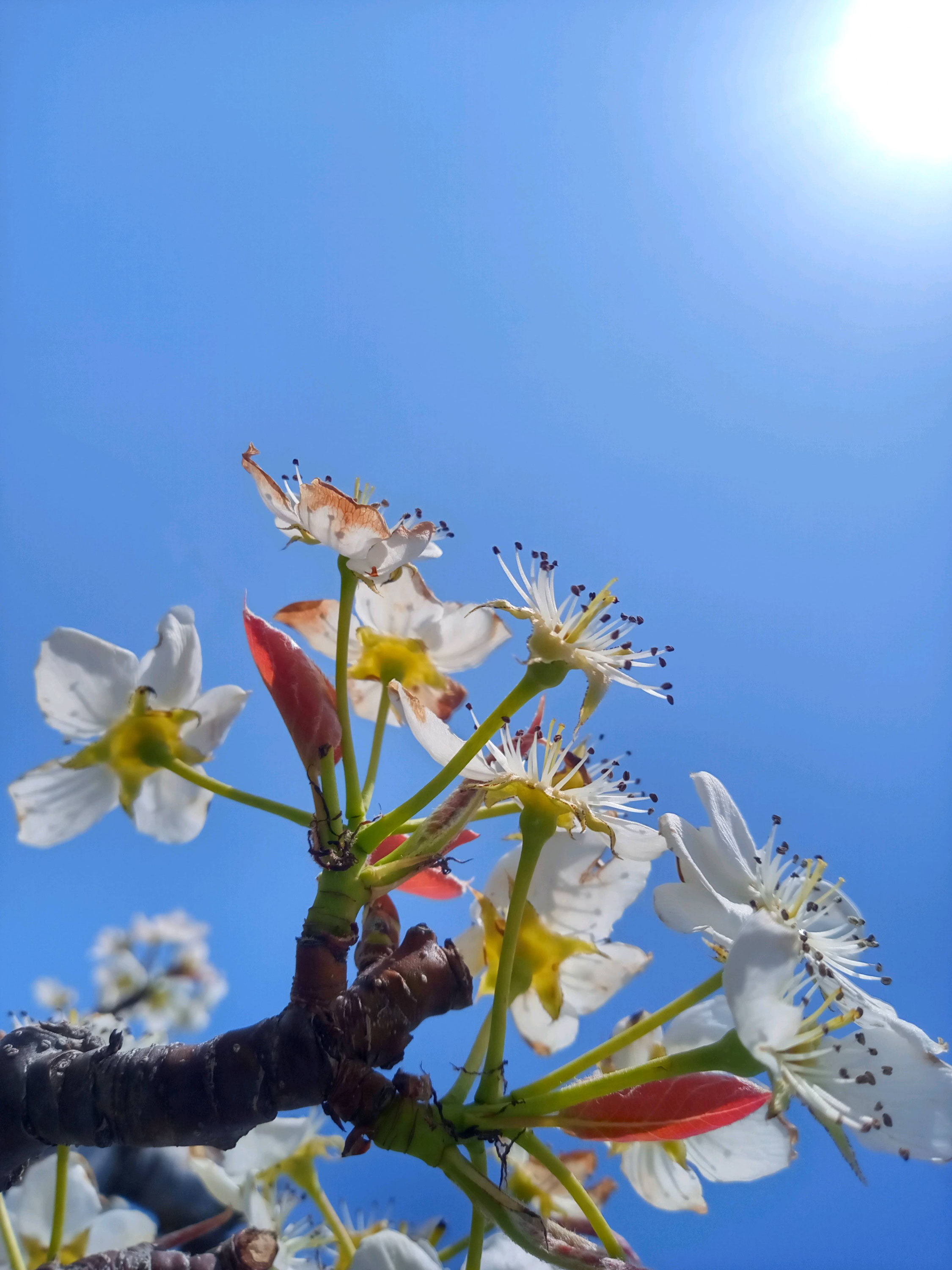 梨の花の不思議 長野の旬の果物を産地直送 梨の花の不思議 長野の旬の果物を産地直送