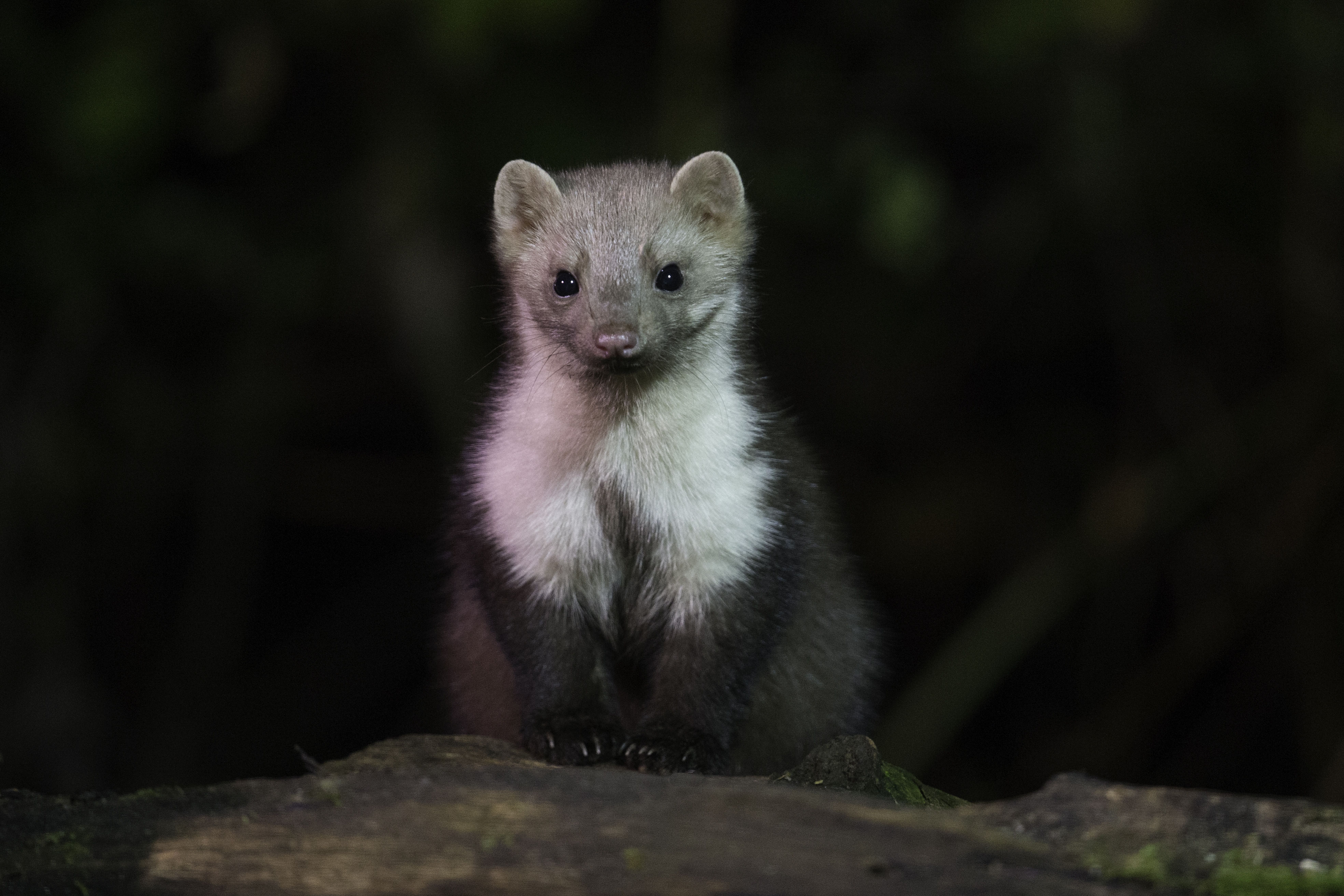 Marterhut Natuurfoto S Van Andius Teijgeler
