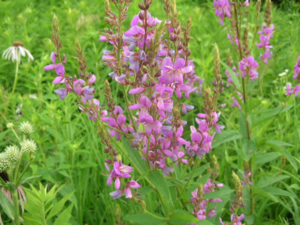 Le desmodium, l'allié de votre foie - Choisir Naturopathie Le desmodium, l'allié de votre foie - Choisir Naturopathie