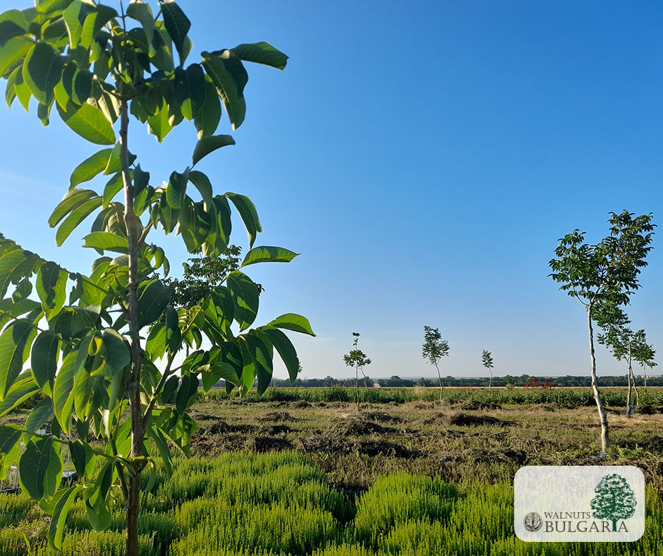 How to earn extra while taking care of our walnuts? Walnuts