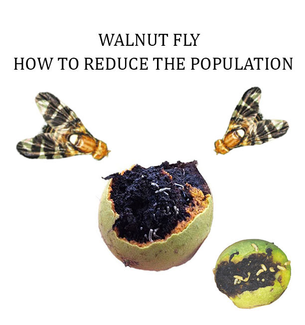 What should we do when we encounter a nut fly in our garden? Walnuts