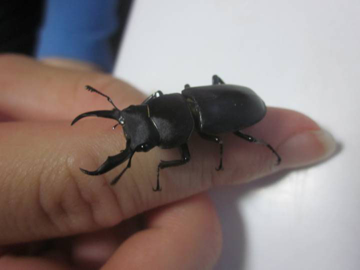 クワガタ捕れました 昆虫の捕まえ方 育て方 図鑑