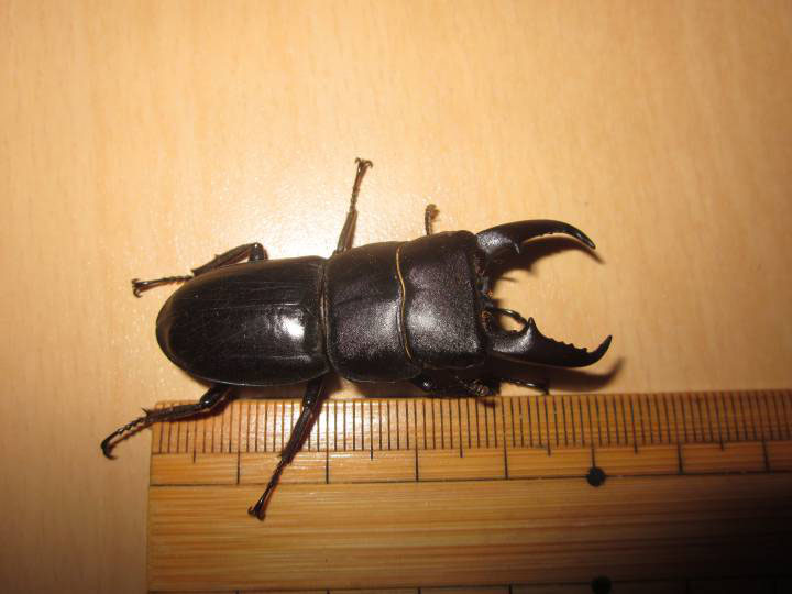 クワガタ捕り行きました 昆虫の捕まえ方 育て方 図鑑