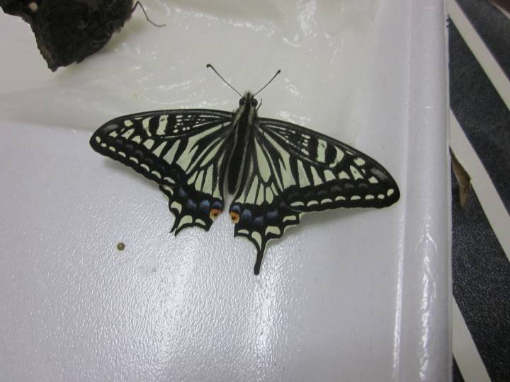 本格的な春到来 昆虫の捕まえ方 育て方 図鑑