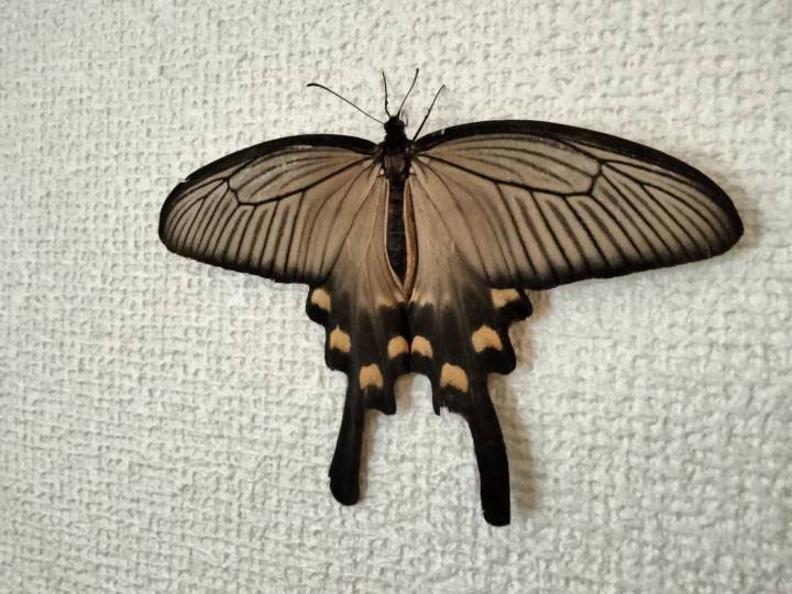 ペア】ギフチョウ(規制前・長野県産) palpal様限定 ペア】ギフチョウ(規制前・長野県産) palpal様限定