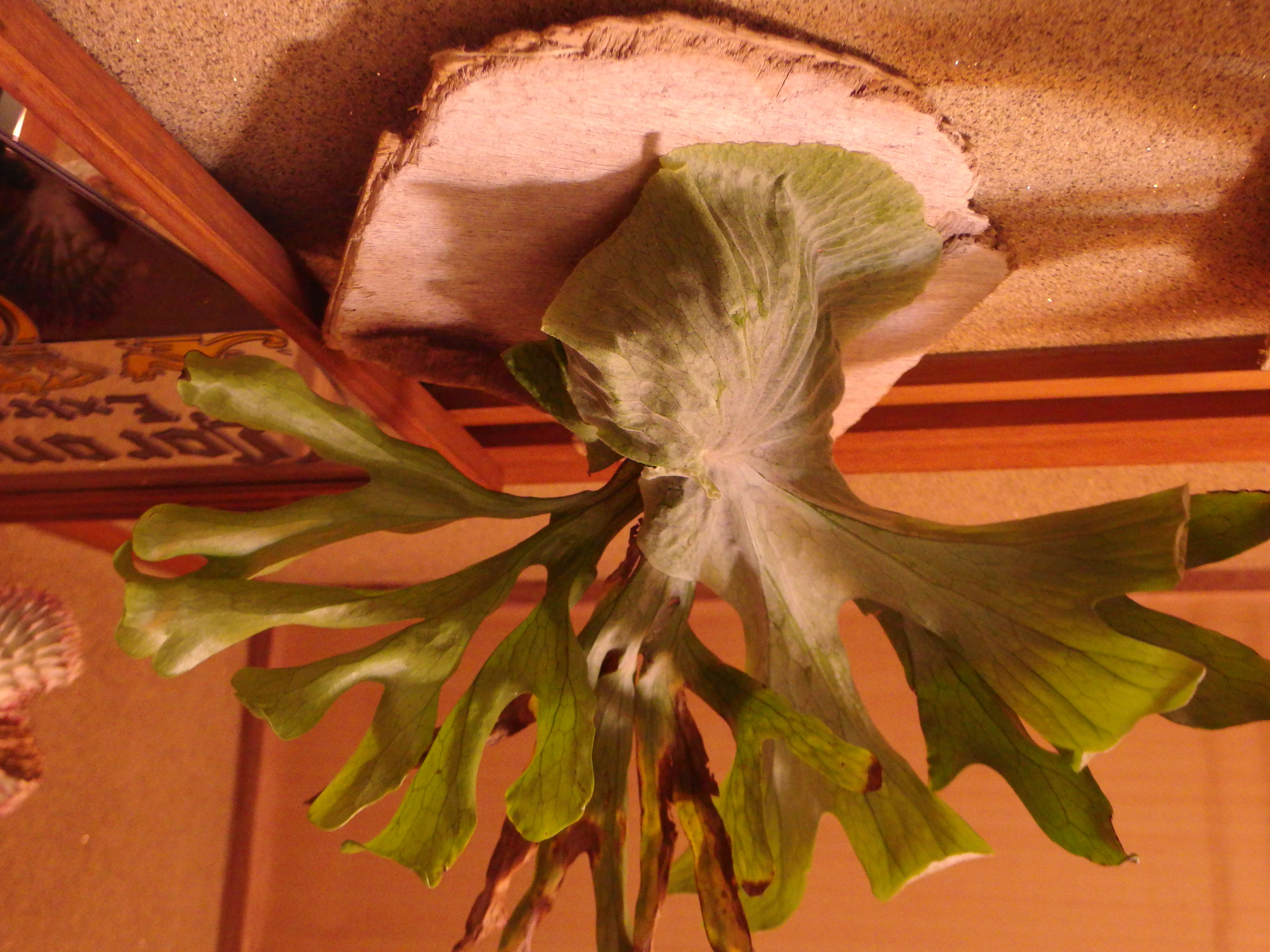 ビカクシダ スパーバム Platycerium Superbum について 近藤仁の公式hp