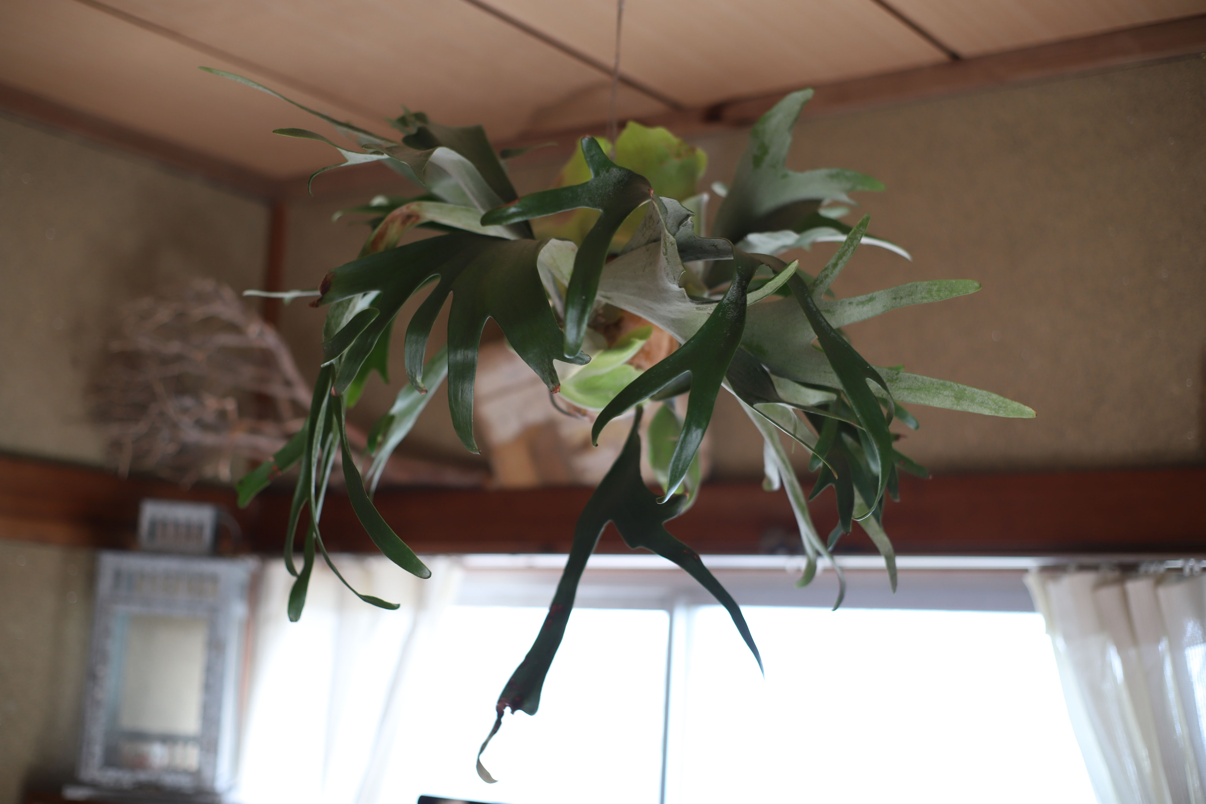 ビカクシダ アルシコルネ (Platycerium alcicorne)-について