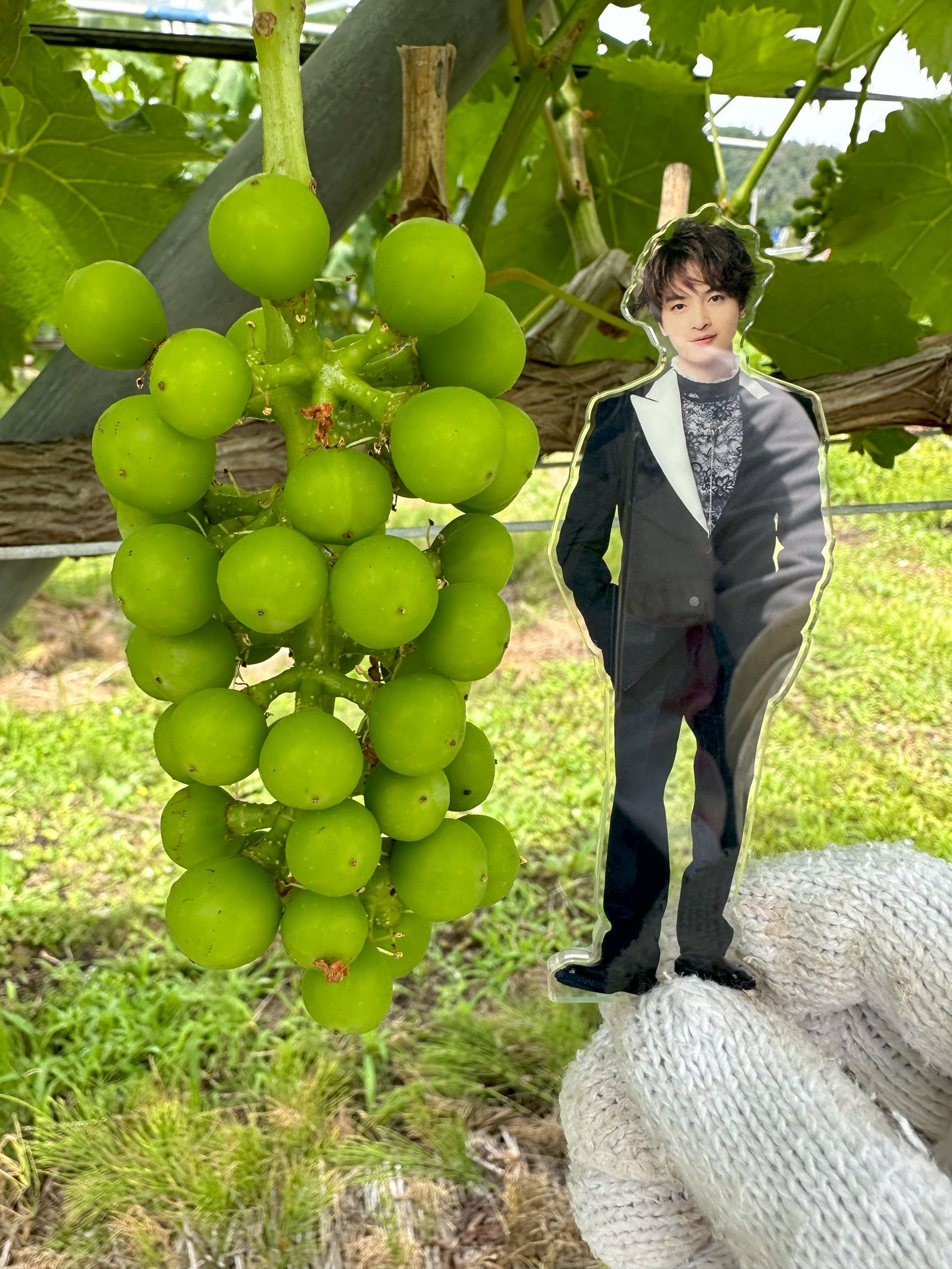 あずましずく　角田 あずましずく 角田 楽天市場】ぶどう あづま しずくの通販