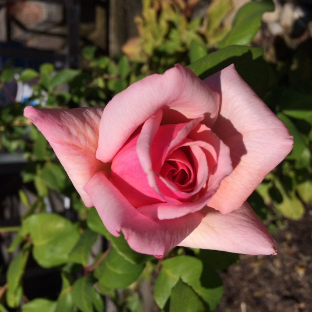 Glad mors dag - Benvenuti su Scandilombi!