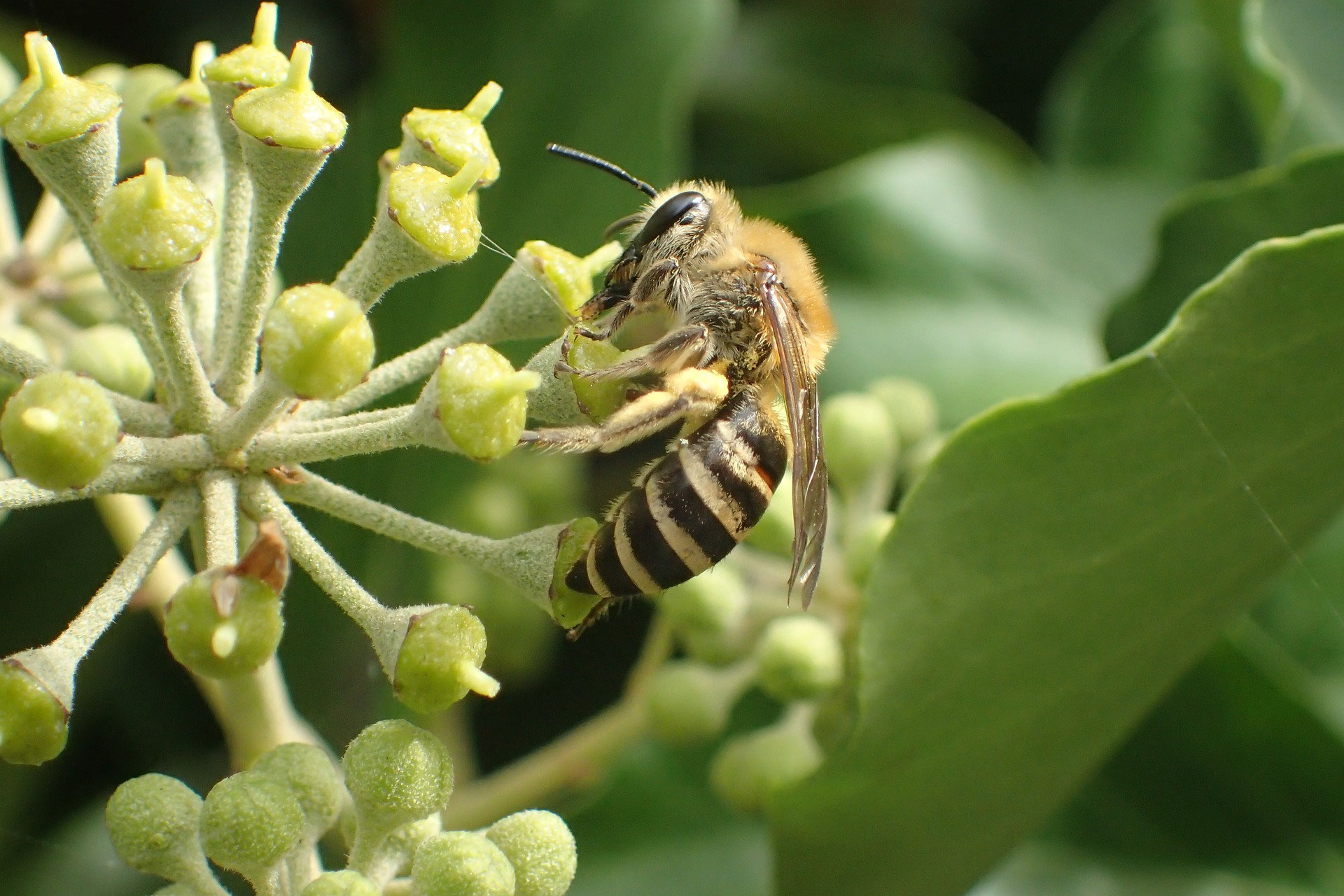 Biene des Monats: Die Efeu-Seidenbiene (Colletes hederae)  Der Newcomer  unter den Wildbienen - Bienenretter Das Original!