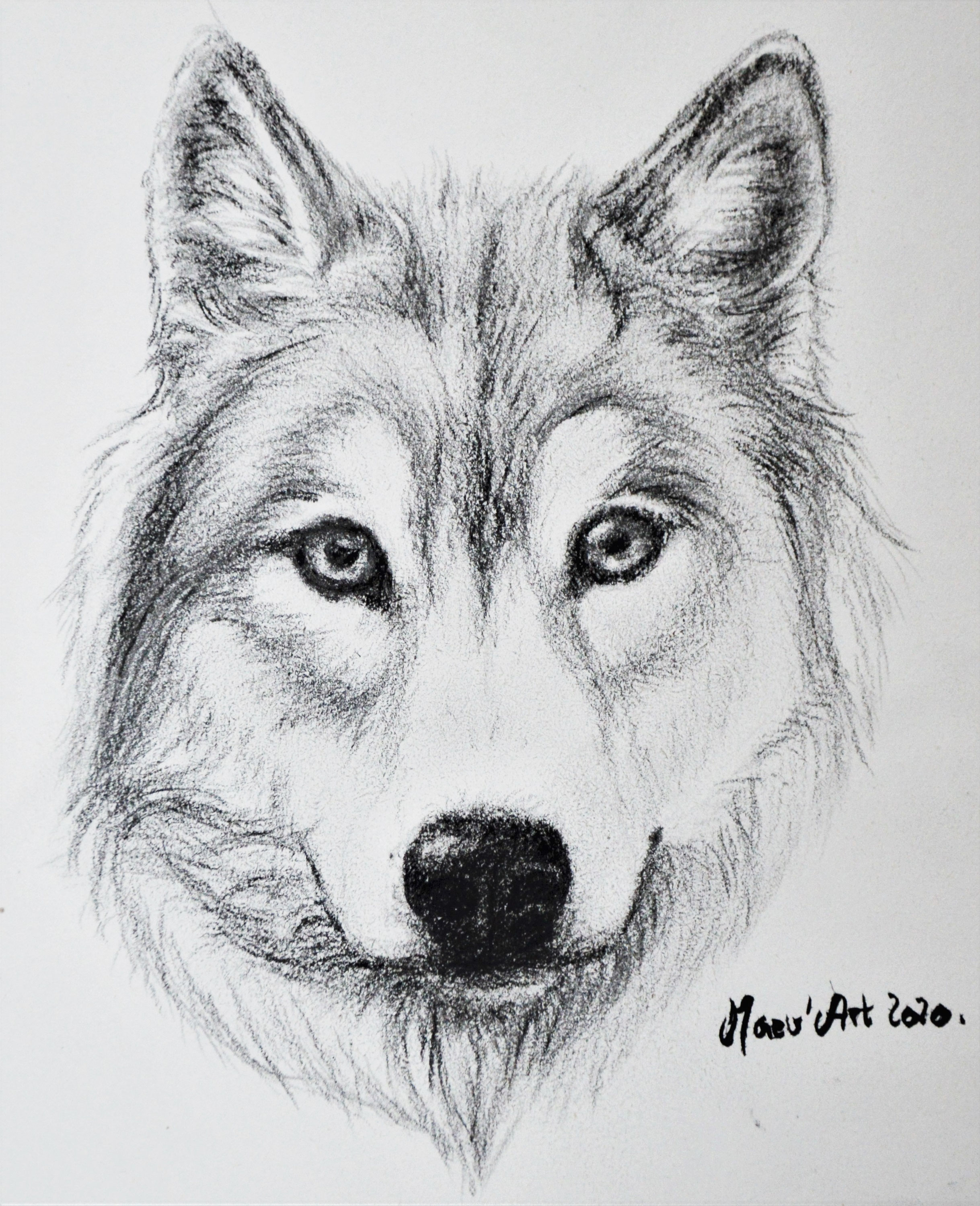 Comment Dessiner Un Loup Réaliste Loup au crayon gris - Peintures et pastels animaliers