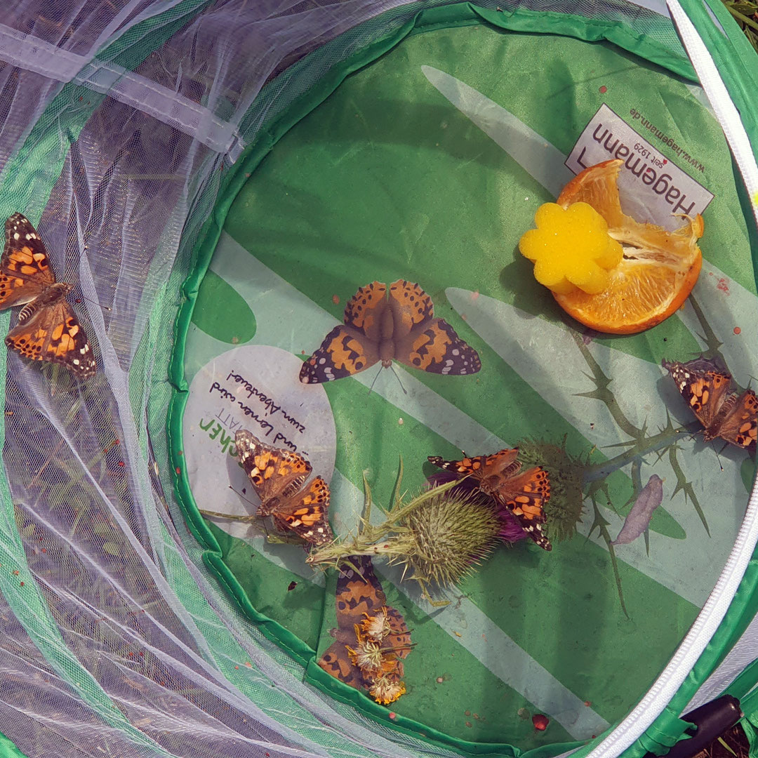 Die Magie der Natur auf Papier bringen: Malvorlagen für kleine Künstler