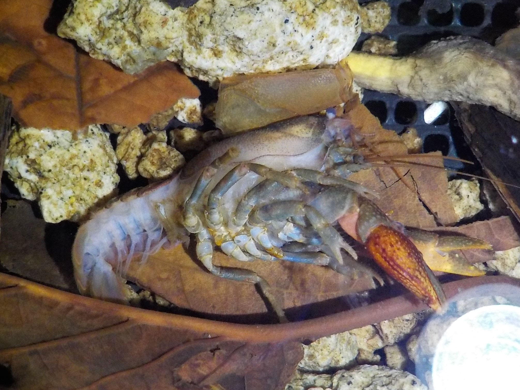 脱皮したらこうなった Kitanoruri 001 ページ