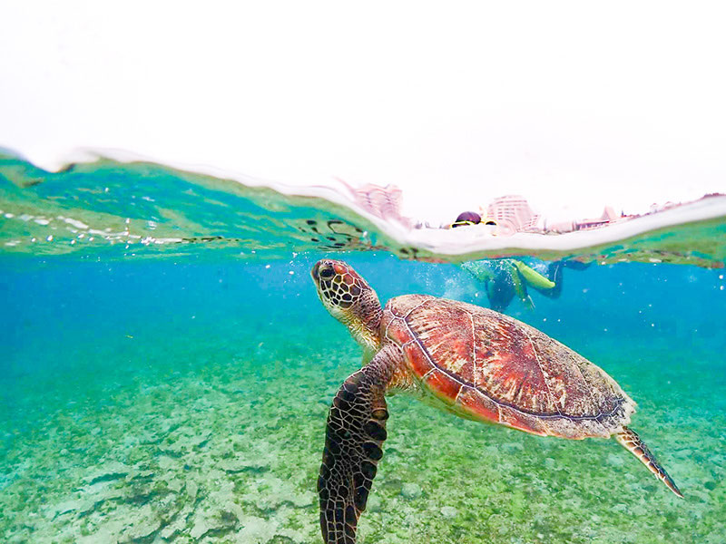 世界カメの日-world-turtle-day-