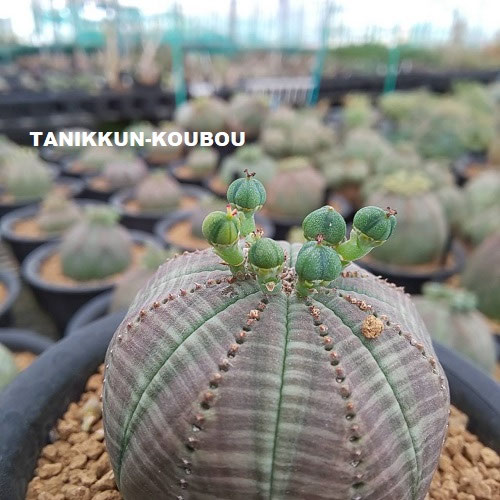 ユーフォルビアオベサ ユーフォルビア：オベサ 陶器鉢植え の通販