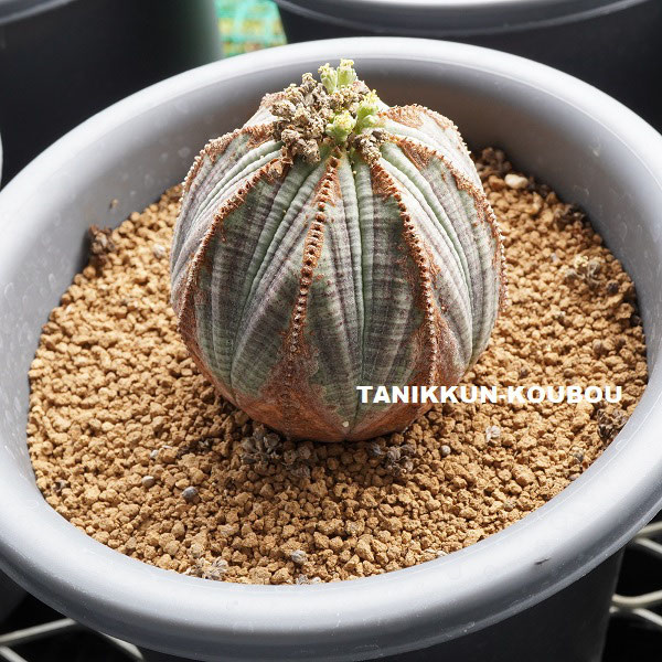 My Favorite Plants #02 Euphorbia obesa - 多肉植物通販・販売 My Favorite Plants #02 Euphorbia obesa - 多肉植物通販・販売