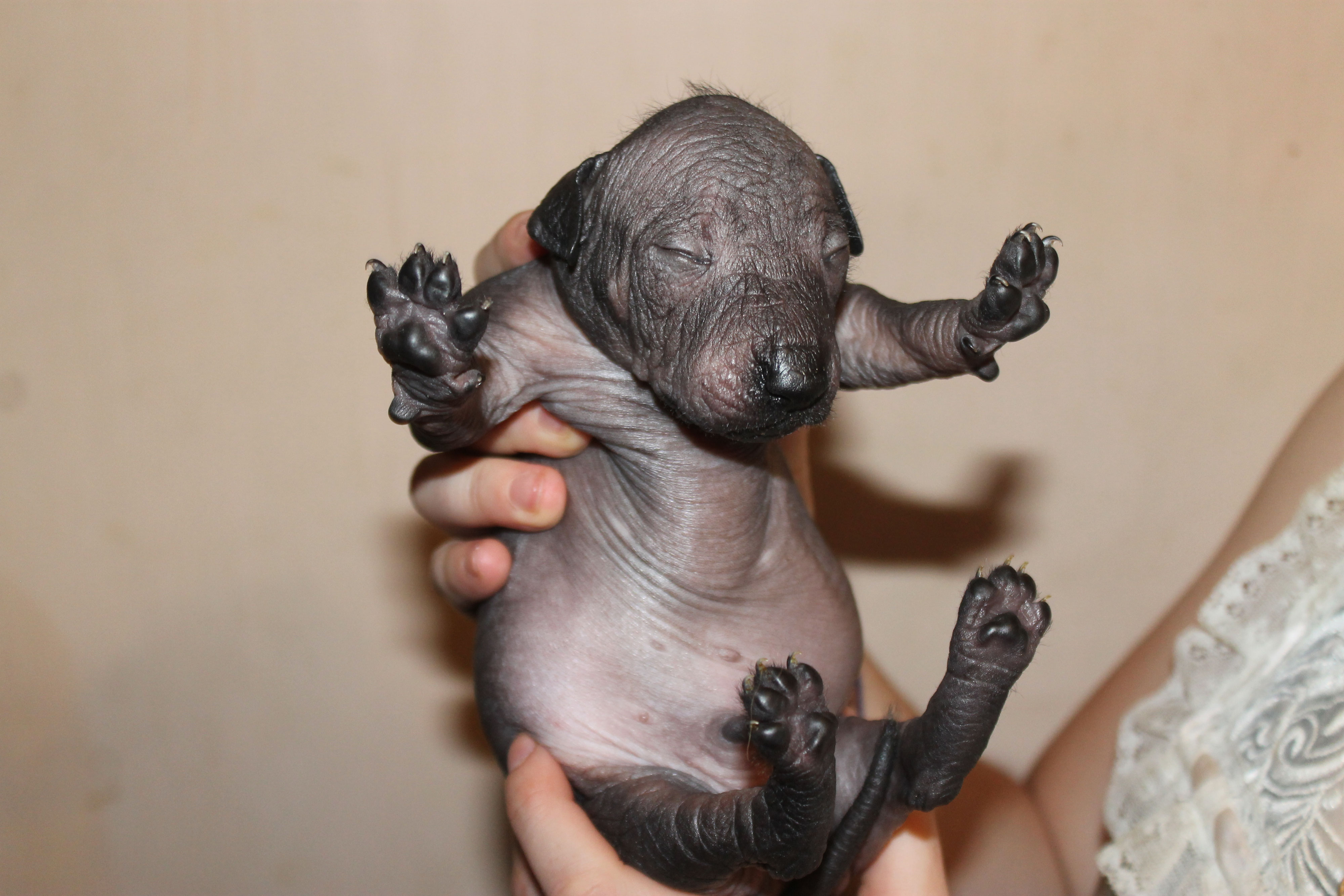 Best food for xoloitzcuintli hotsell
