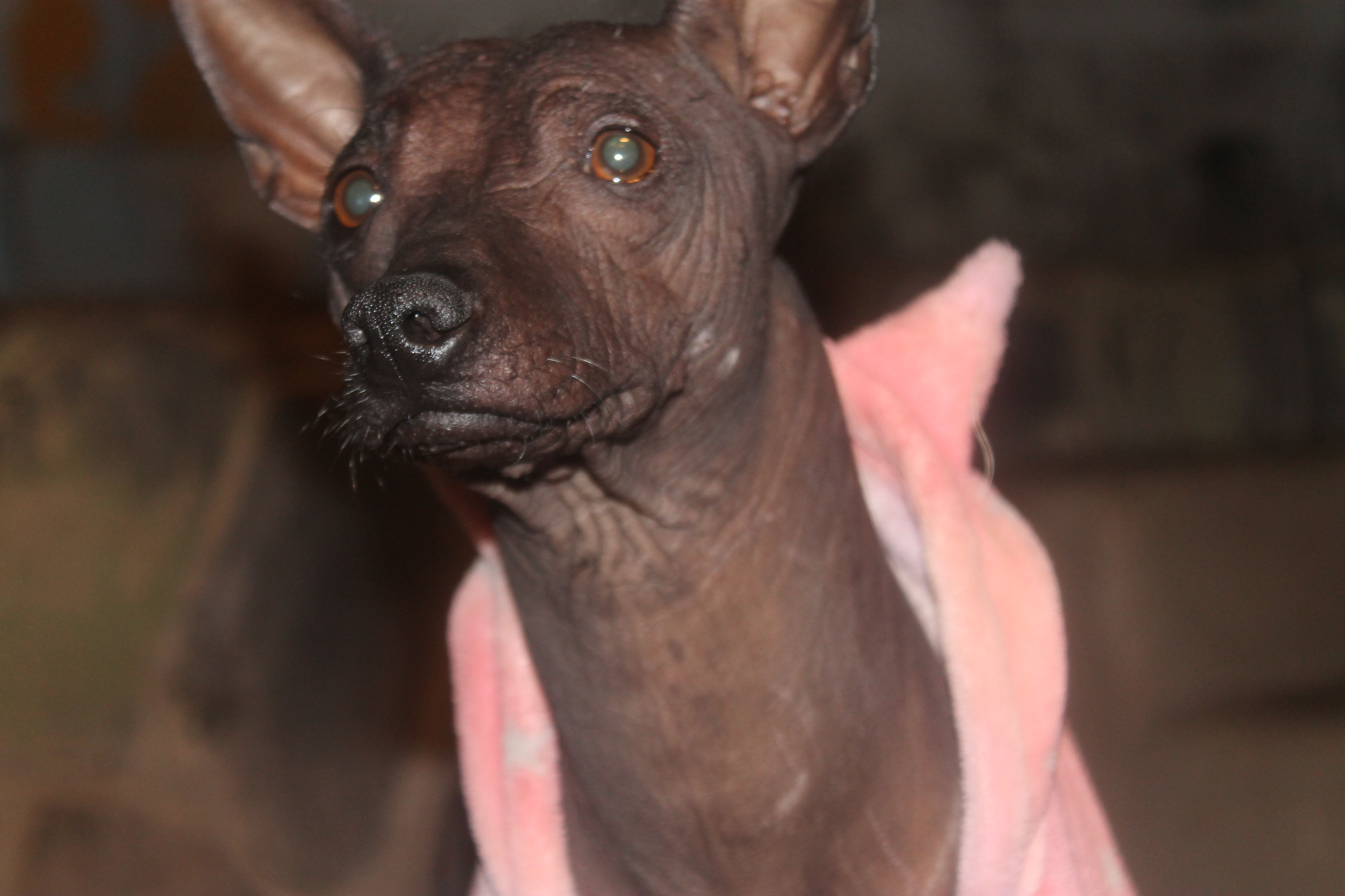 The Role of Xoloitzcuintles in the Day of the Dead Celebration Xolos Ramirez criadero de perros xoloitzcuintle en mexico