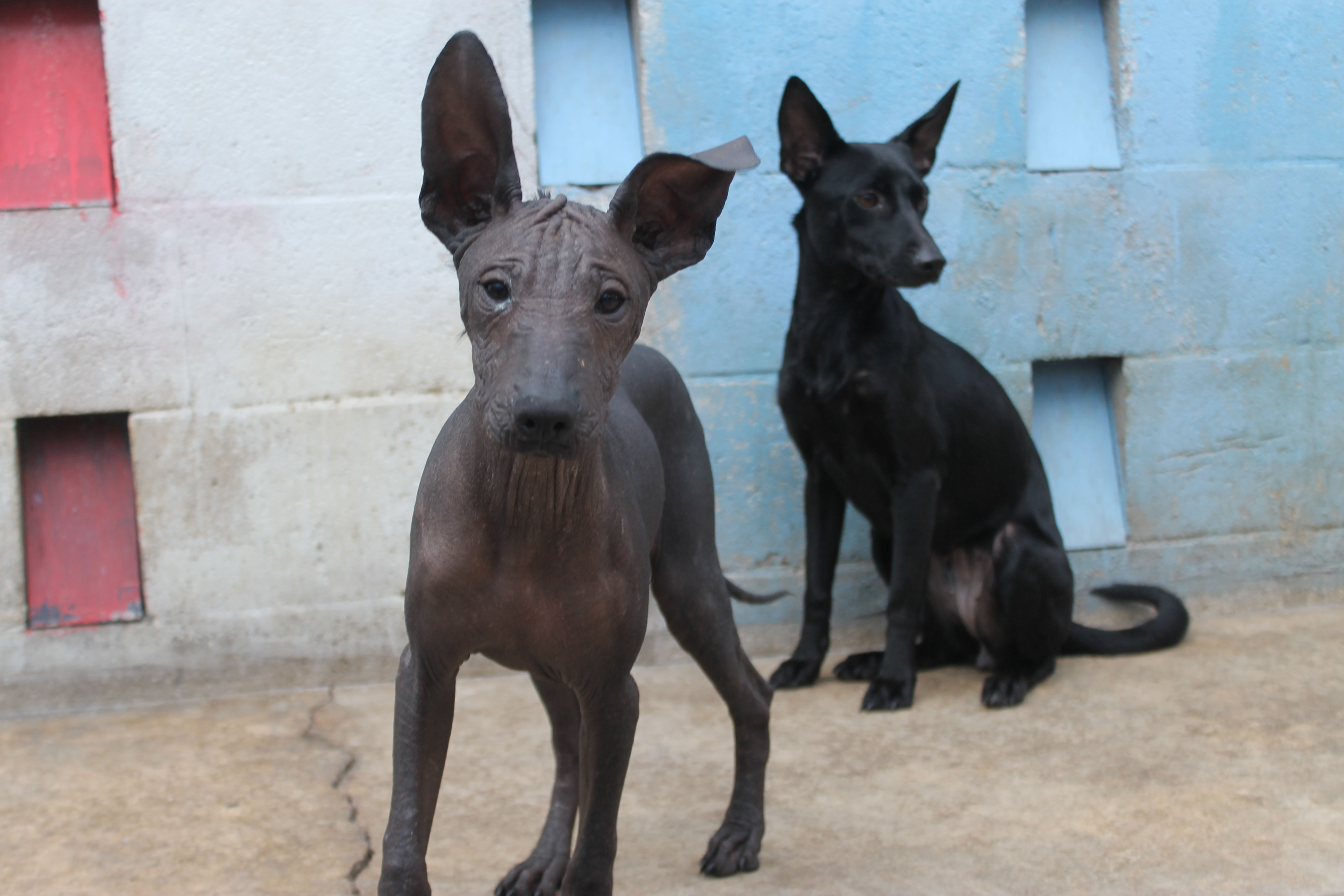 Xolo dog hair outlet