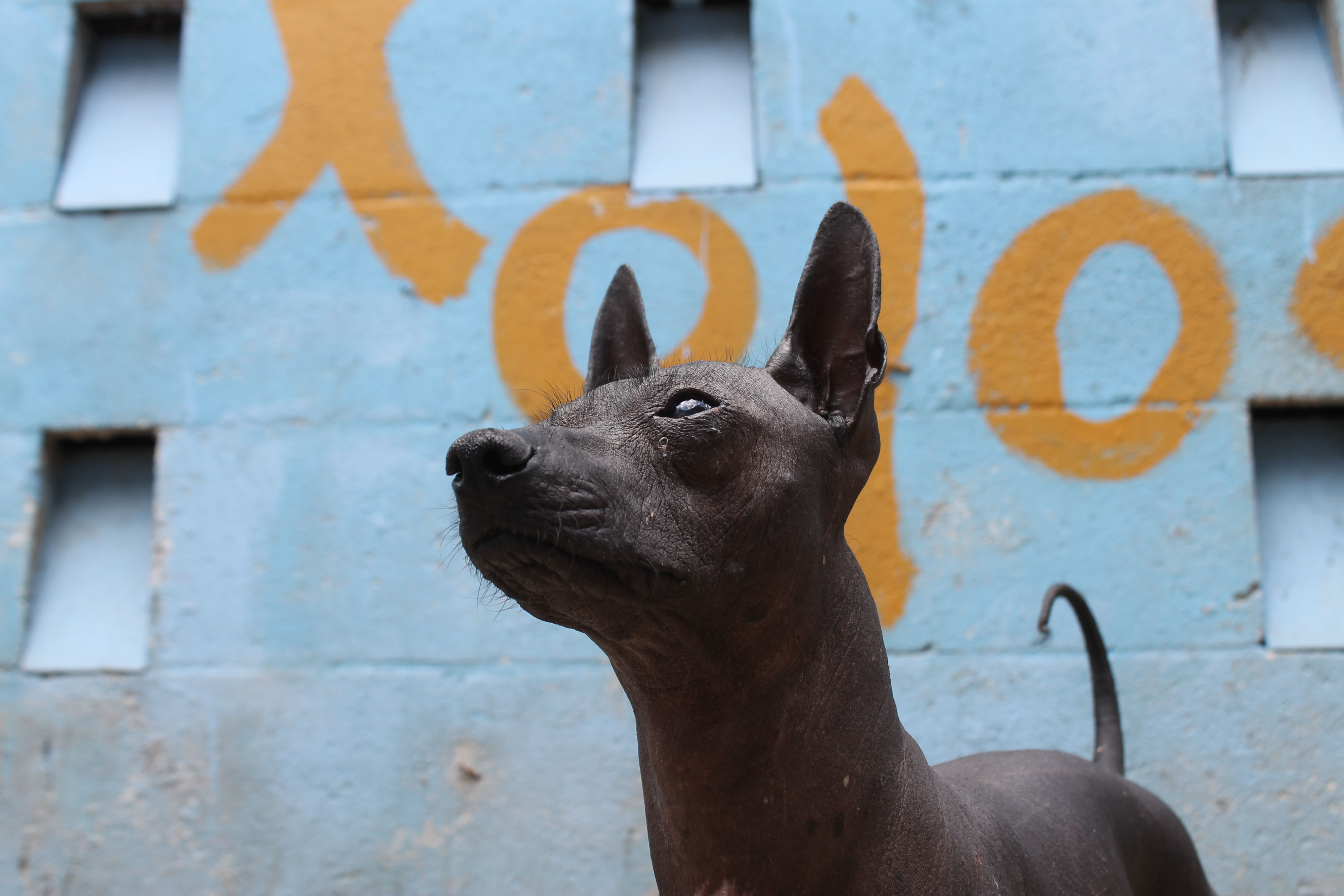 Hairless dog skin care sale