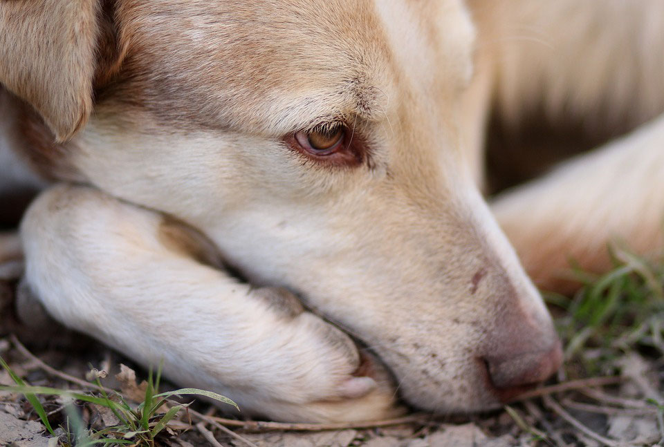 Mein Hund reagiert panisch, nervös, ängstlich Tanja Budnick